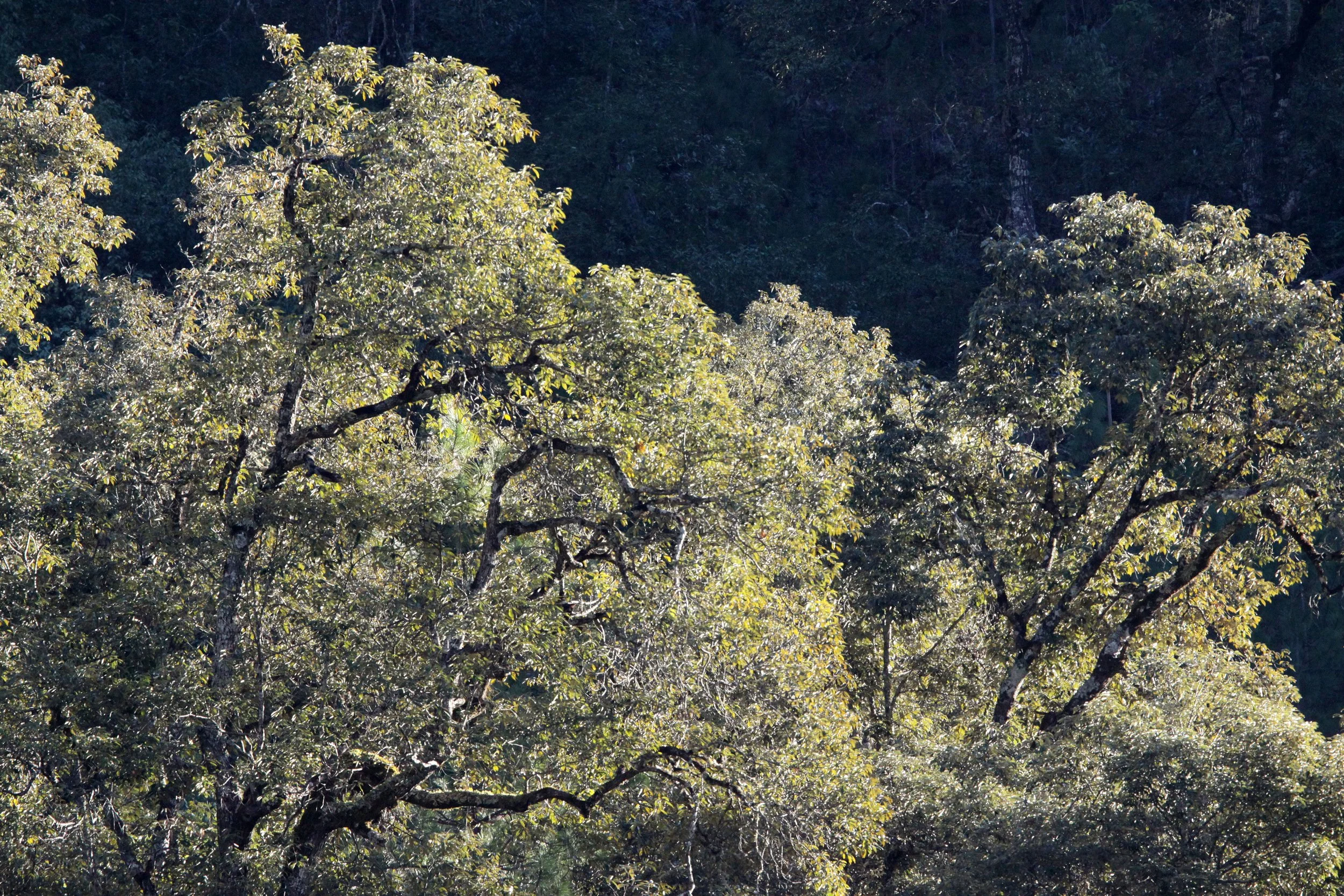 YUNNAN - BAIMA SNOW MOUNTAIN NATIONAL PARK - WOODLANDS (6).JPG