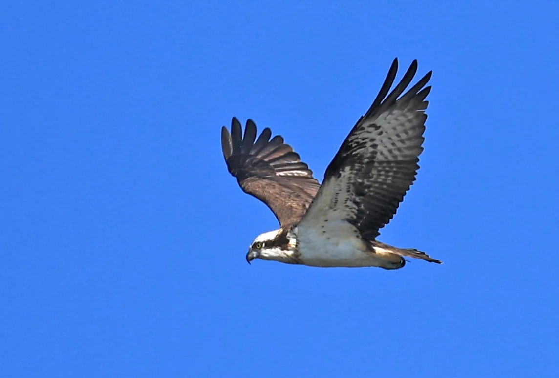 Western osprey (Pandion haliaetus) Shimotonda Sadowaracho Birding Ponds Miyazaki Kyushu Japan (24).jpg