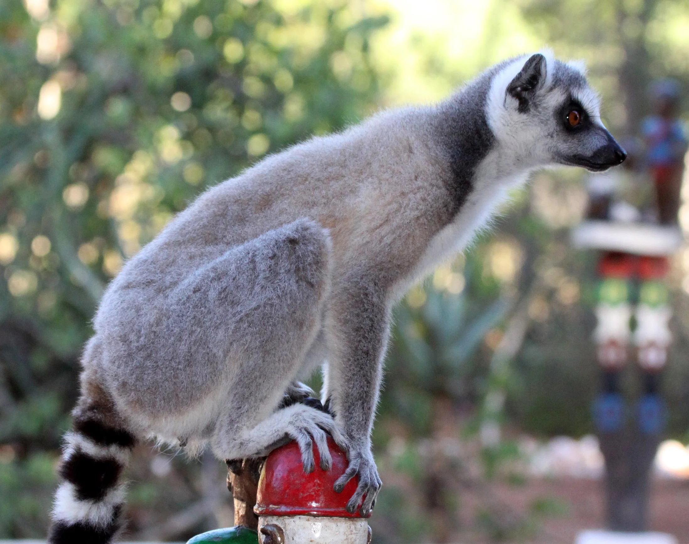 LEMURIDAE - Lemur catta - RING-TAILED LEMUR - BERENTY RESERVE MADAGASCAR (73).JPG