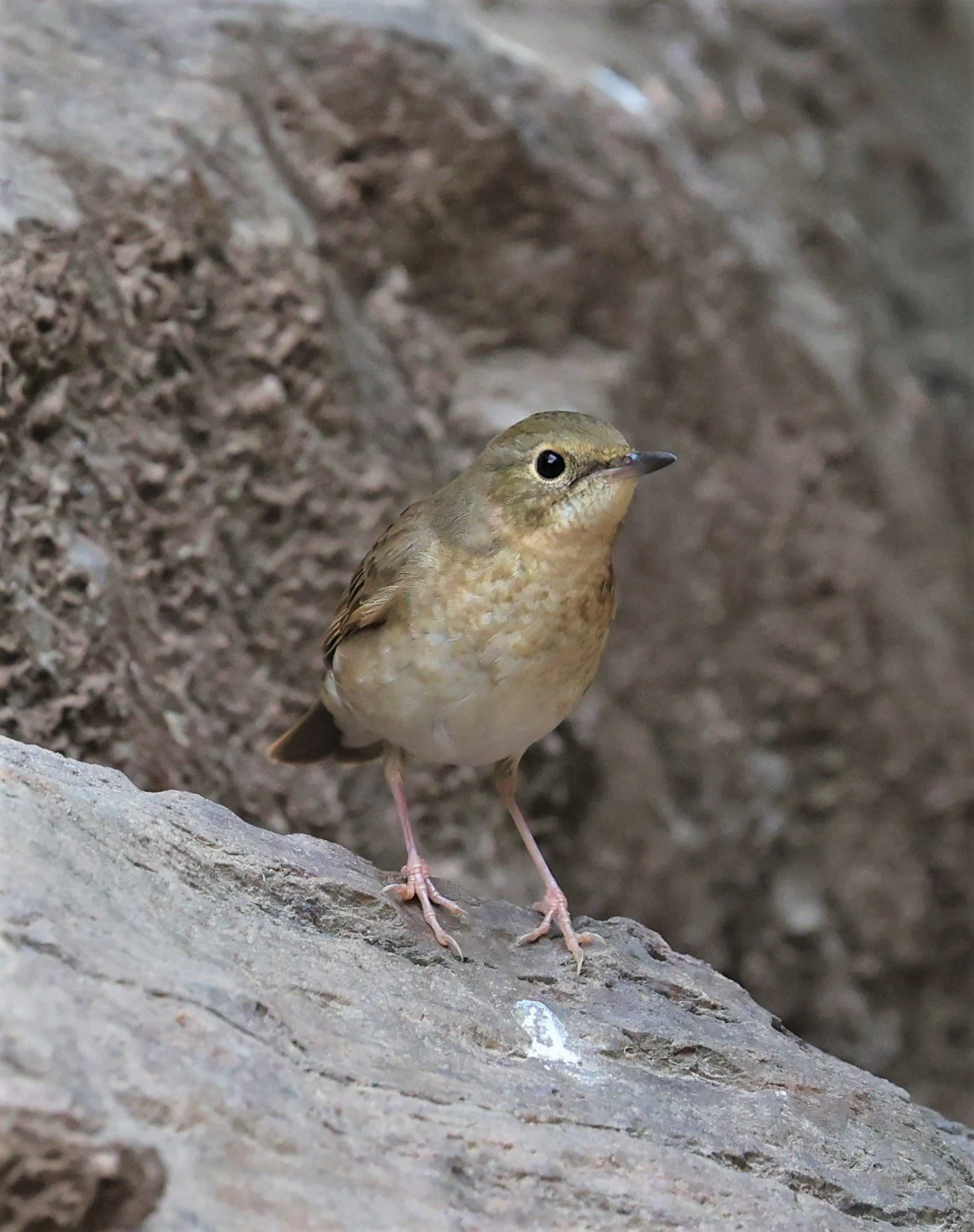 ROBIN - SIBERIAN BLUE ROBIN - Luscinia cyane - SRI SATCHANALAI NP MANAO WATERHOLE MAY 1 2022 (34).jpg