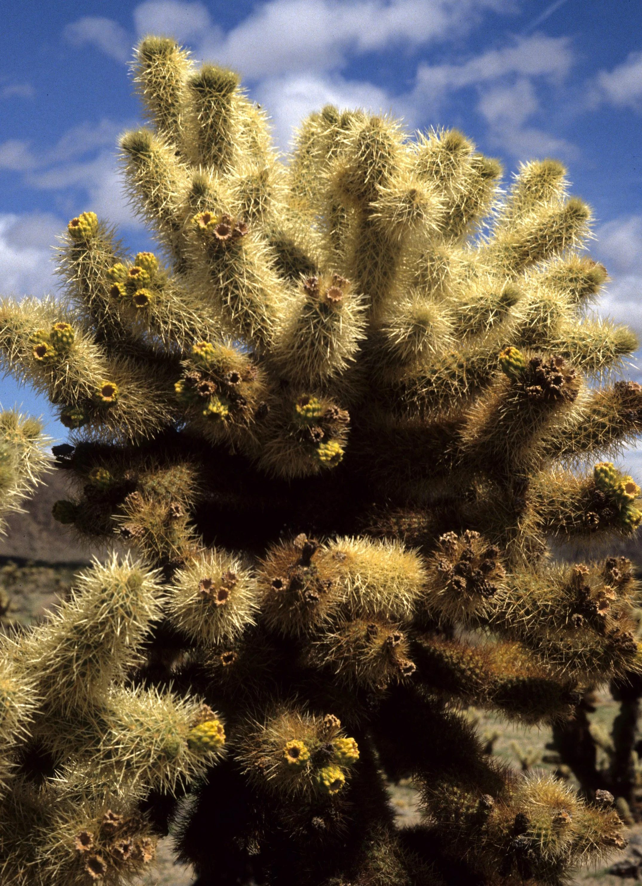JOSHUA TREE NP - CACTACEAE - OPUNTIA BIGLOVII - TEDDY BEAR CHOLLA.jpg