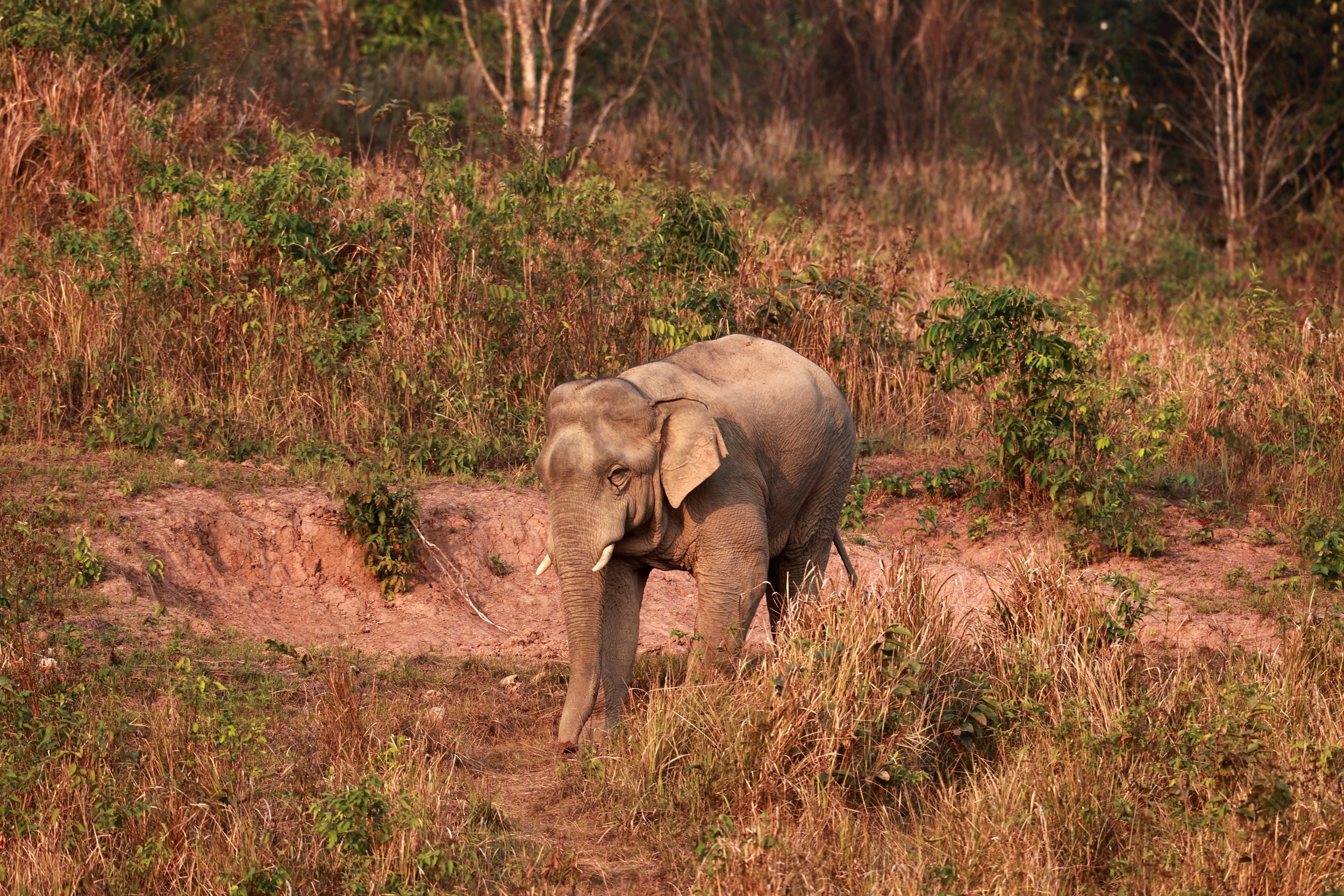 Asian Elephant (Elephas maximus) Khao Yai National Park, Thailand (20).jpg