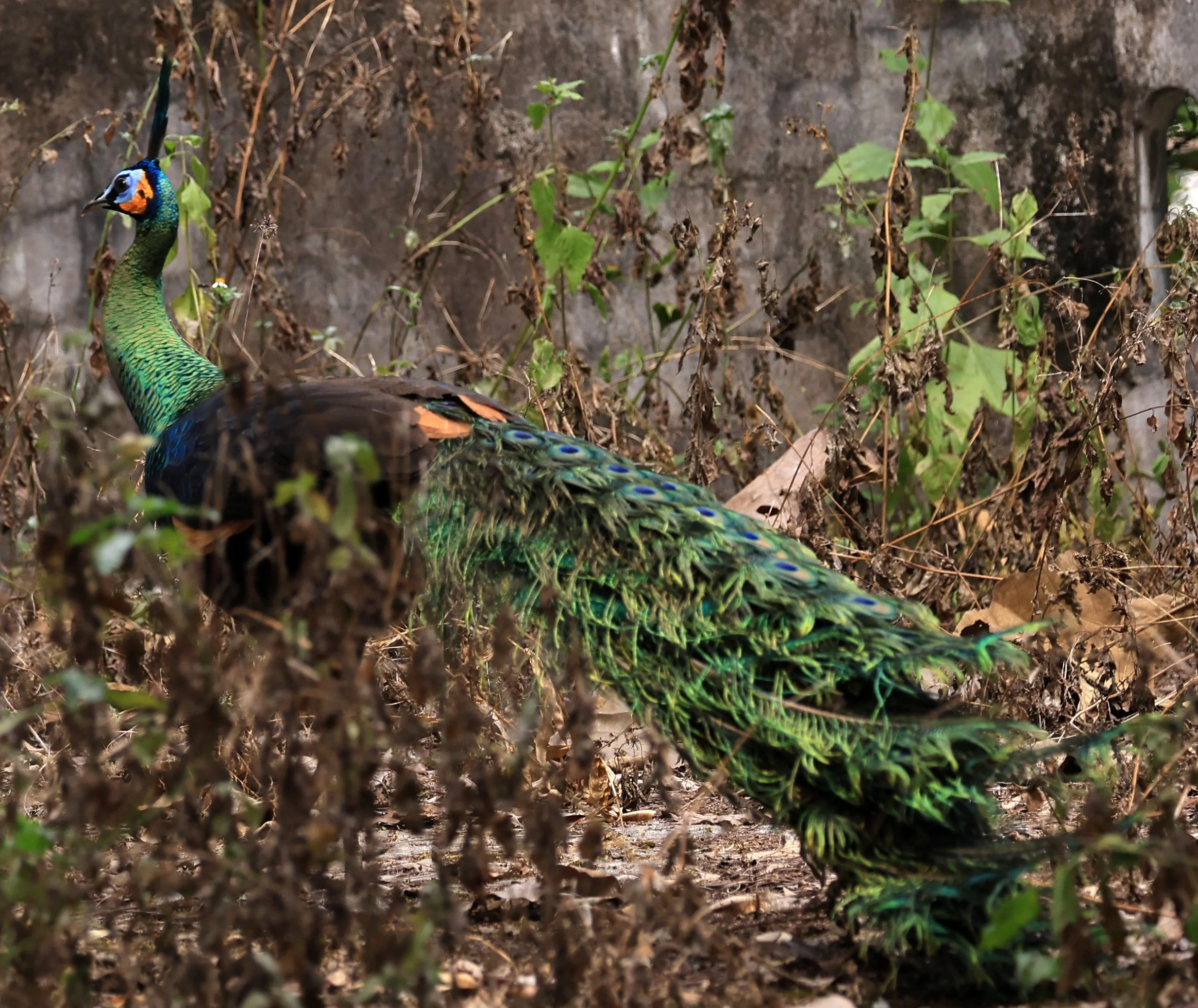 Green Peafowl (Pavo muticus) Doi Butsarakham Phayao Province (12).jpg