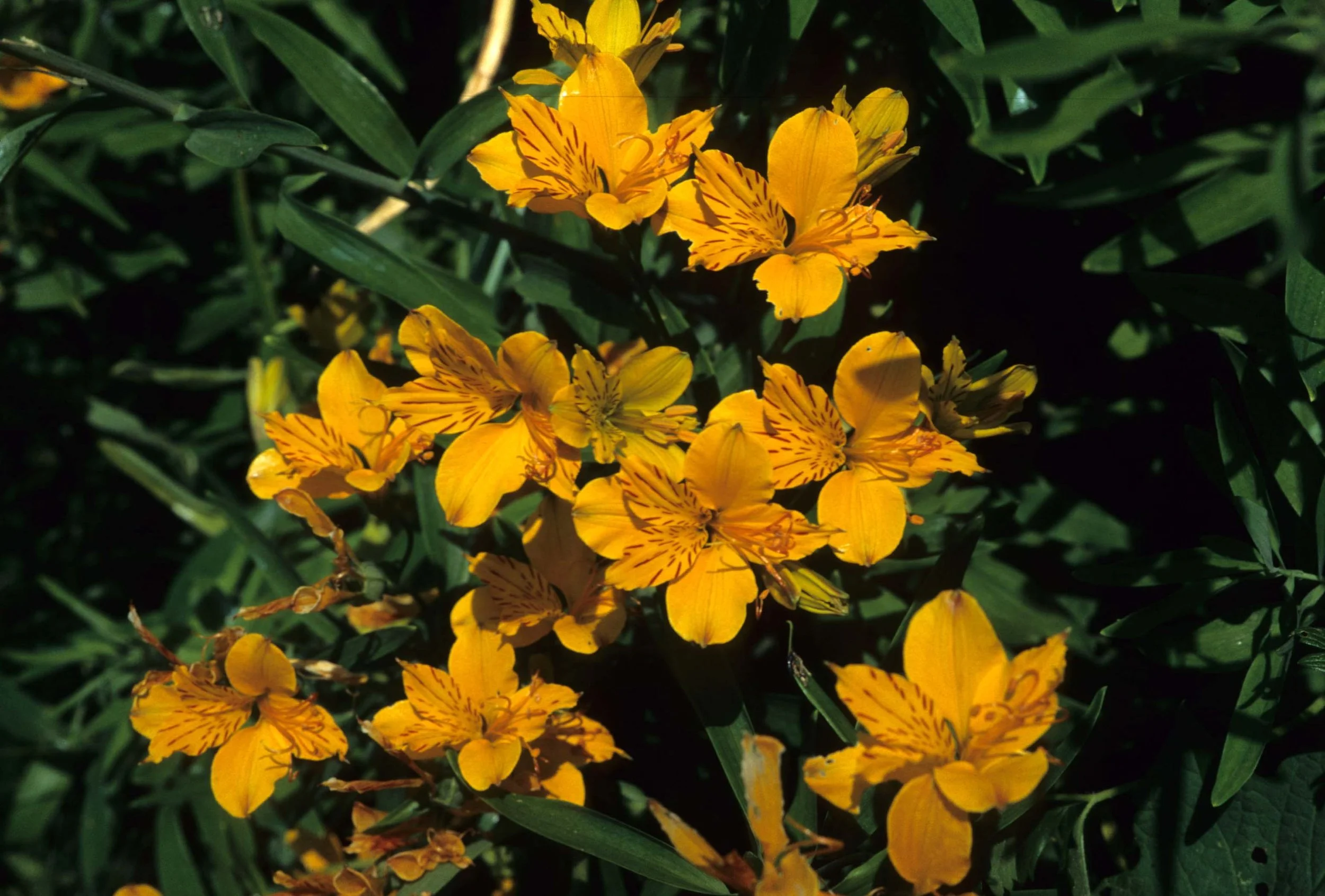 CALIFORNIA - REDWOODS NP - LILIACEAE - LILY SPECIES.jpg