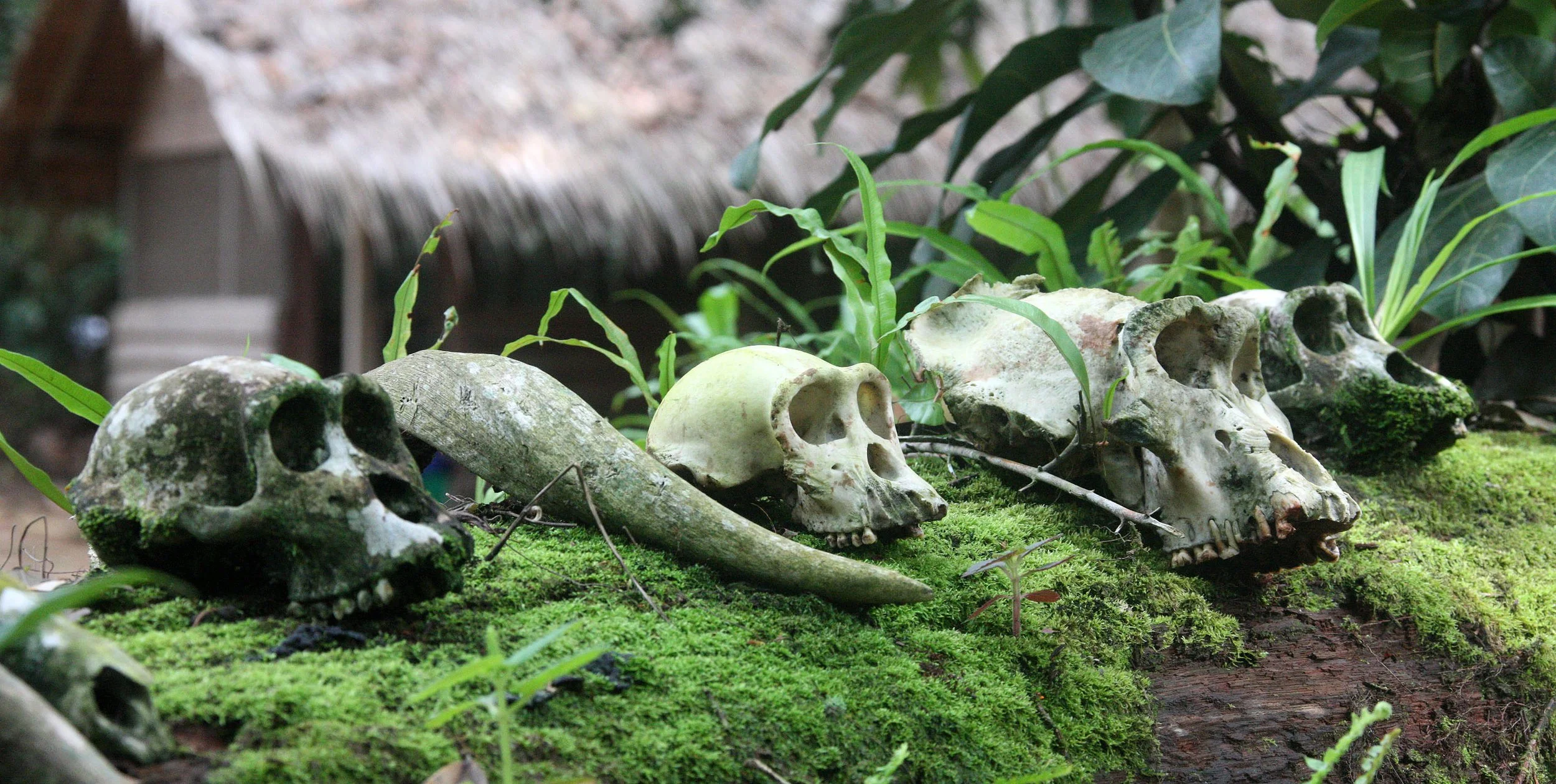 DZANGA NDOKI NATIONAL PARK CENTRAL AFRICAN REPUBLIC (45).JPG