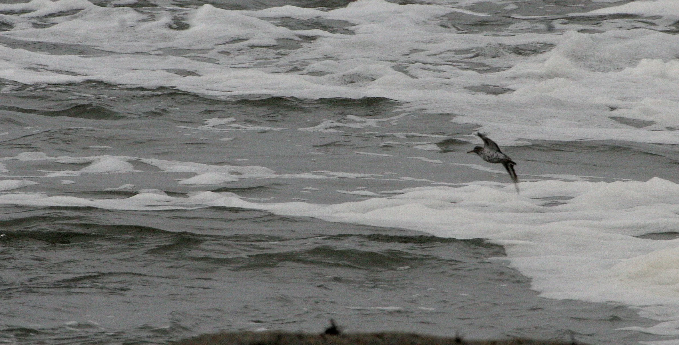 BIRD - SANDPIPER - SPOTTED SANDPIPER - ACTITIS MACULARIA - BEACH FOUR WASHINGTON (2).JPG
