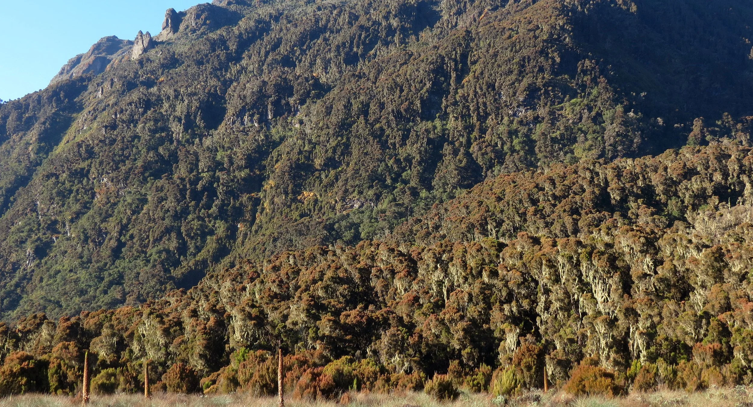 RWENZORI NATIONAL PARK UGANDA (261).JPG