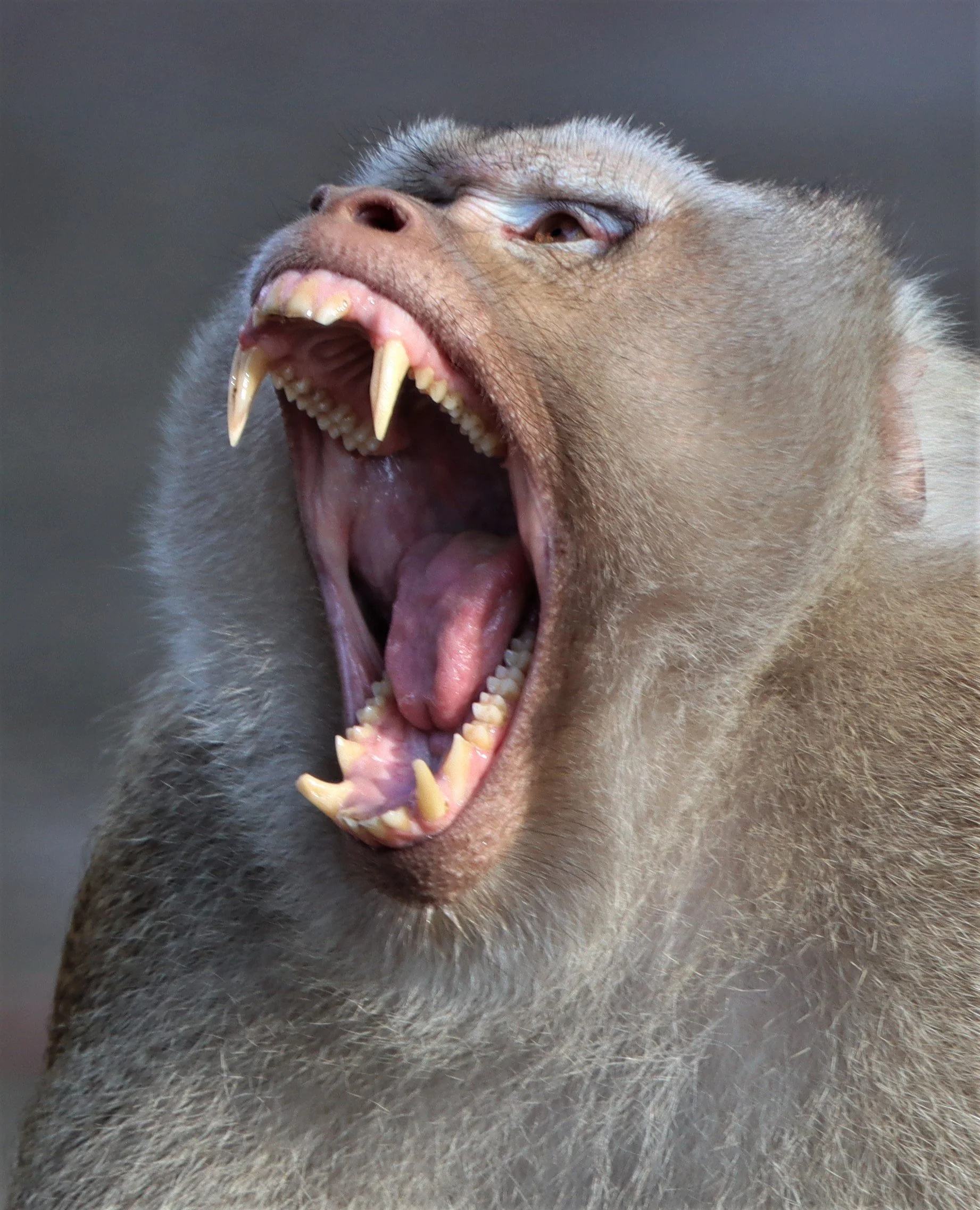 CERCOPITHECIDAE - Macaca leonina - NORTHERN PIG-TAILED MACAQUE - KHAO YAI NATIONAL PARK (32).jpg