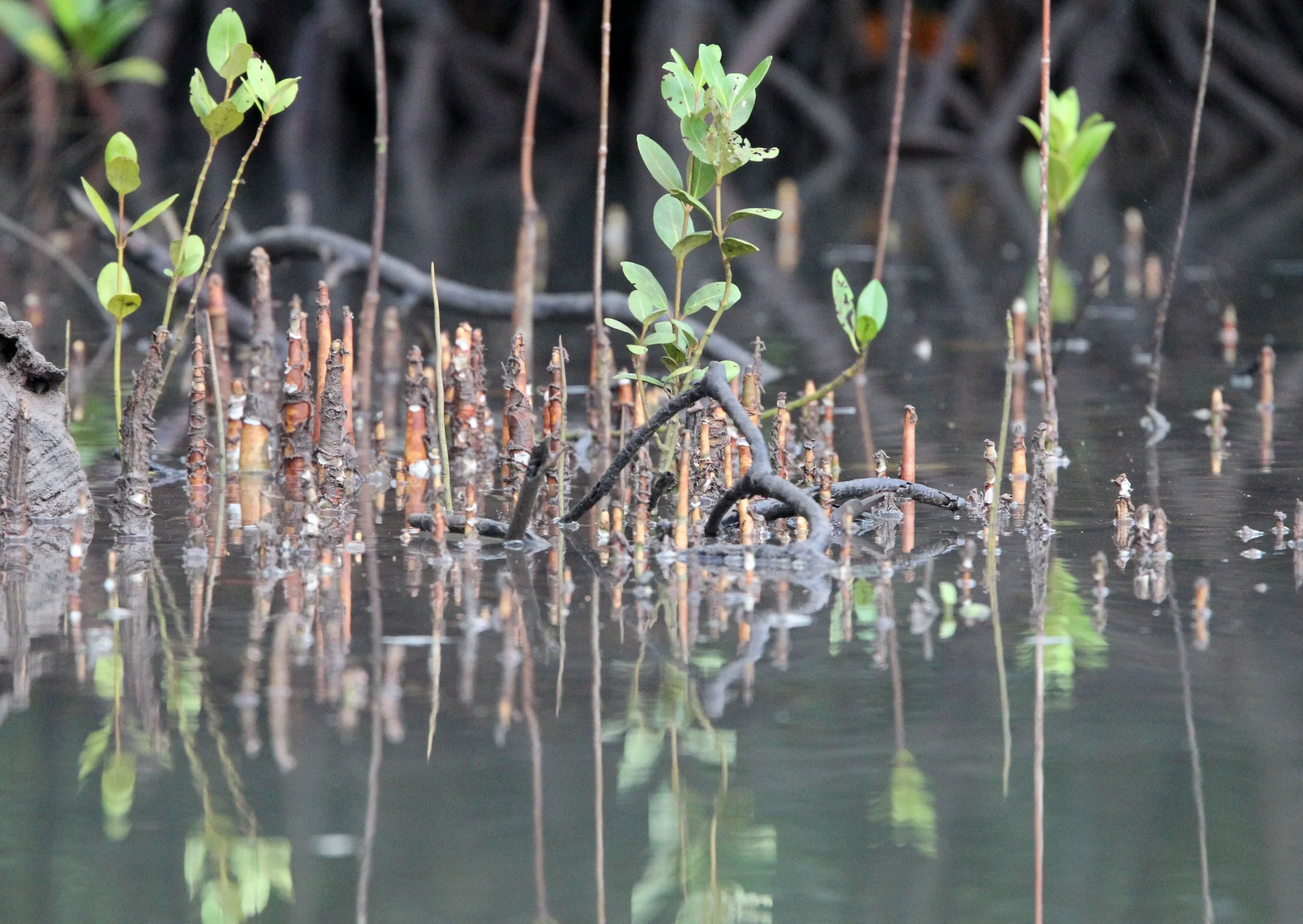 TANGKOKO NATIONAL PARK SULAWESI INDONESIA (76).JPG