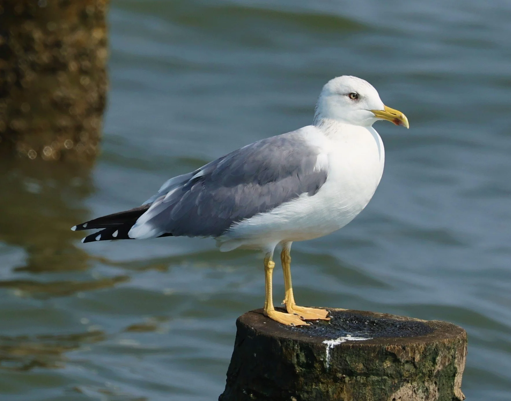 GULL - HEUGLIN'S GULL or SIBERIAN GULL - Larus (fuscus) heuglini - GULF OF SIAM OFF BANGKOK & SAMUT SAKHORN FEB 05 2022 (41).jpg