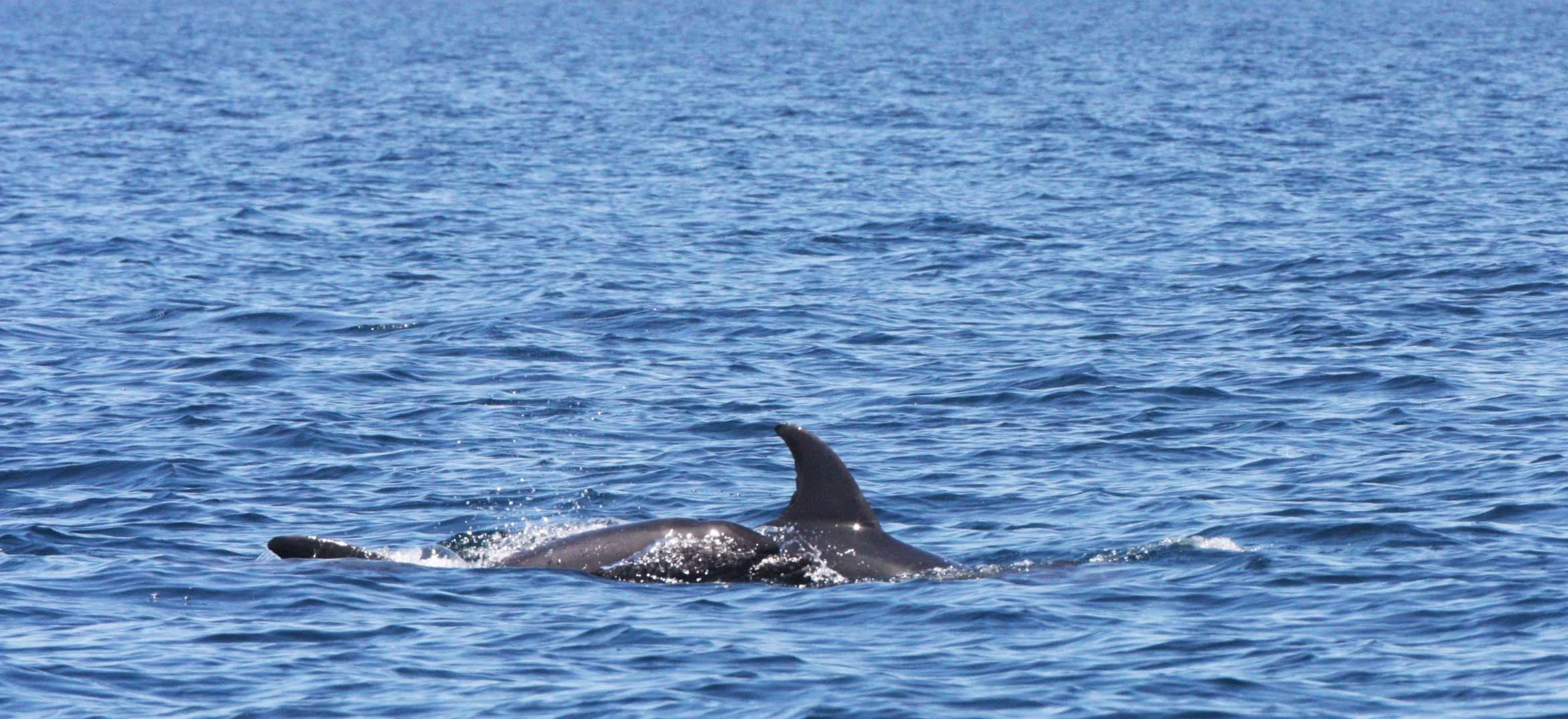 Tursiops truncatus - COMMON BOTTLENOSE DOLPHINS - ISLA CATALINA BAJA MEXICO - BAHIA LORETO (24).JPG