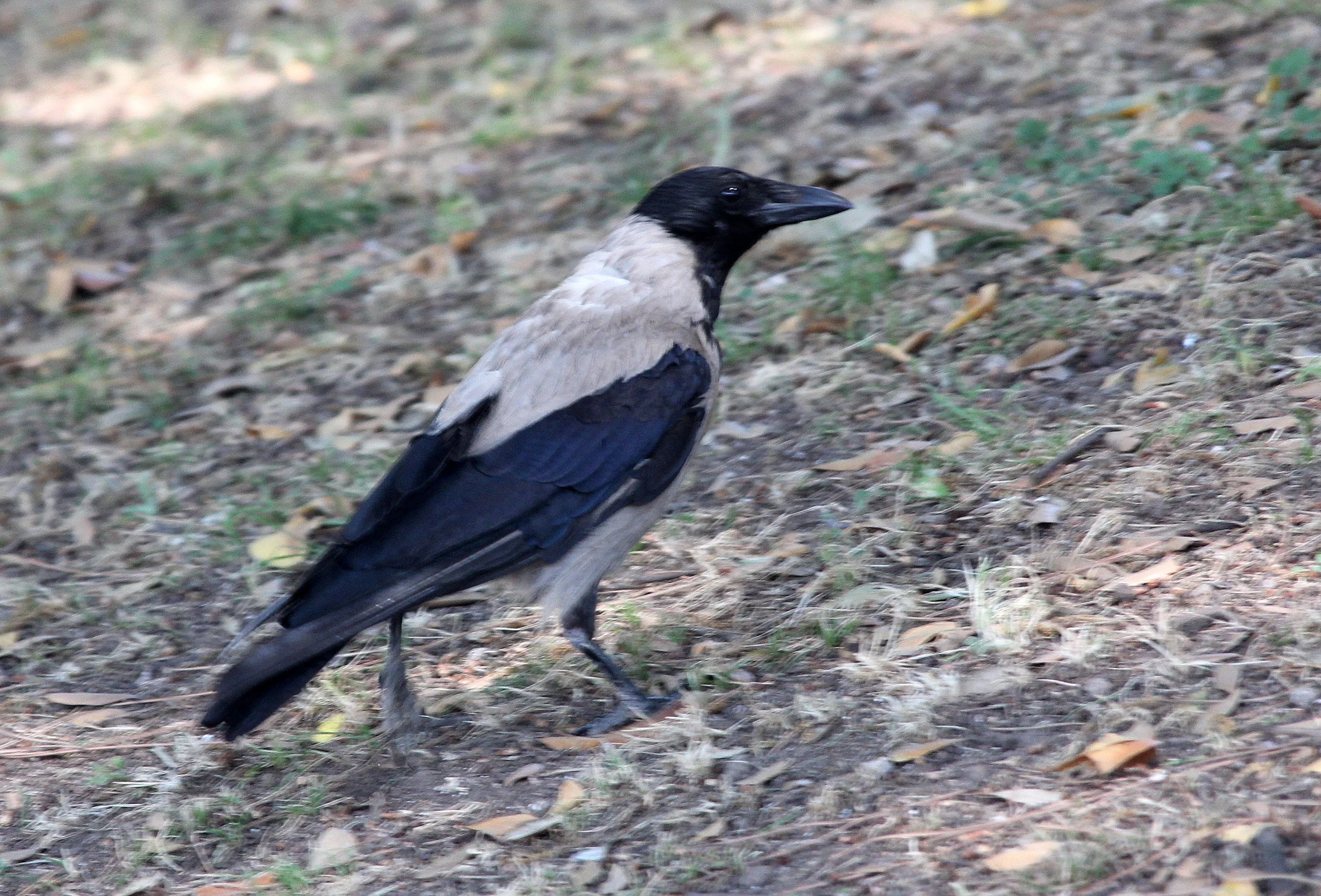 BIRD - CROW - HOODED CROW - ROME ITALY (10).JPG
