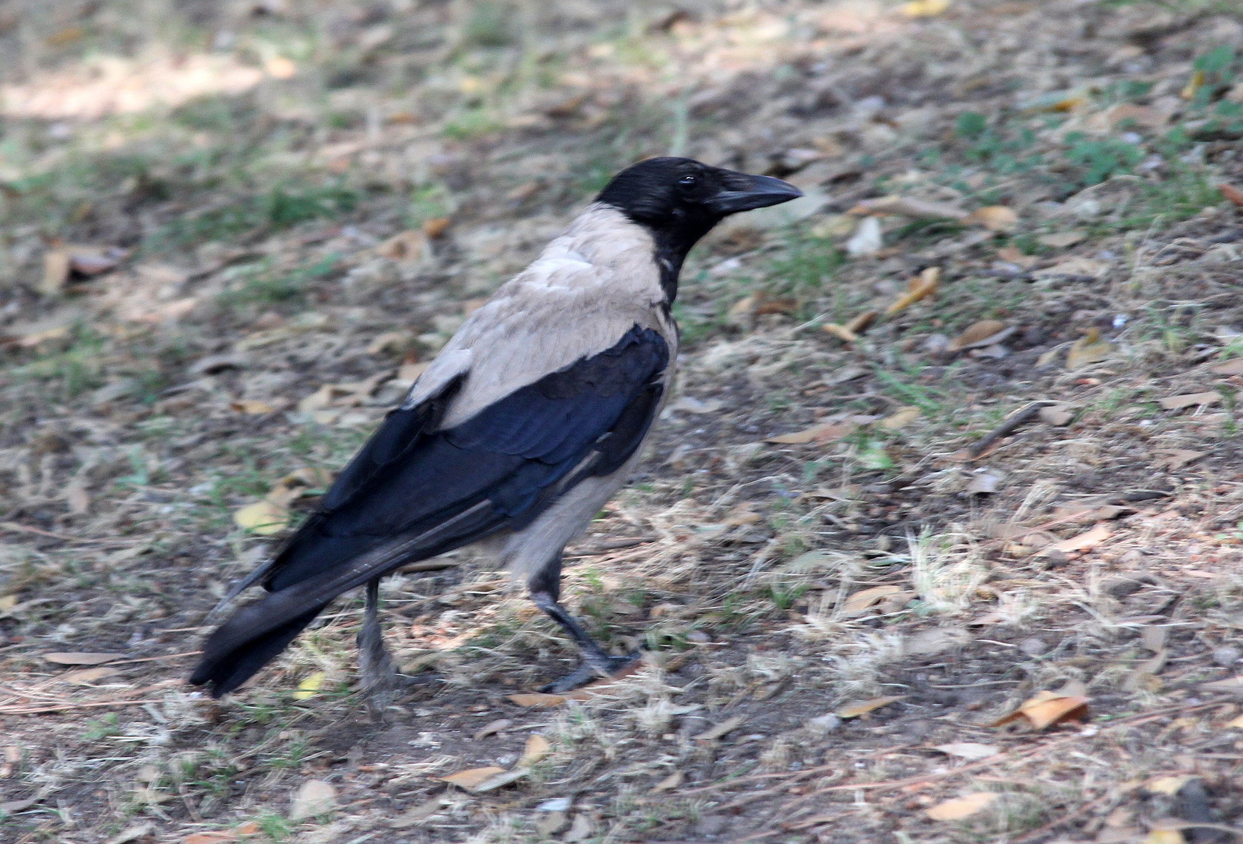 Genus Corvus Misc Crows — Coke Smith Wildlife