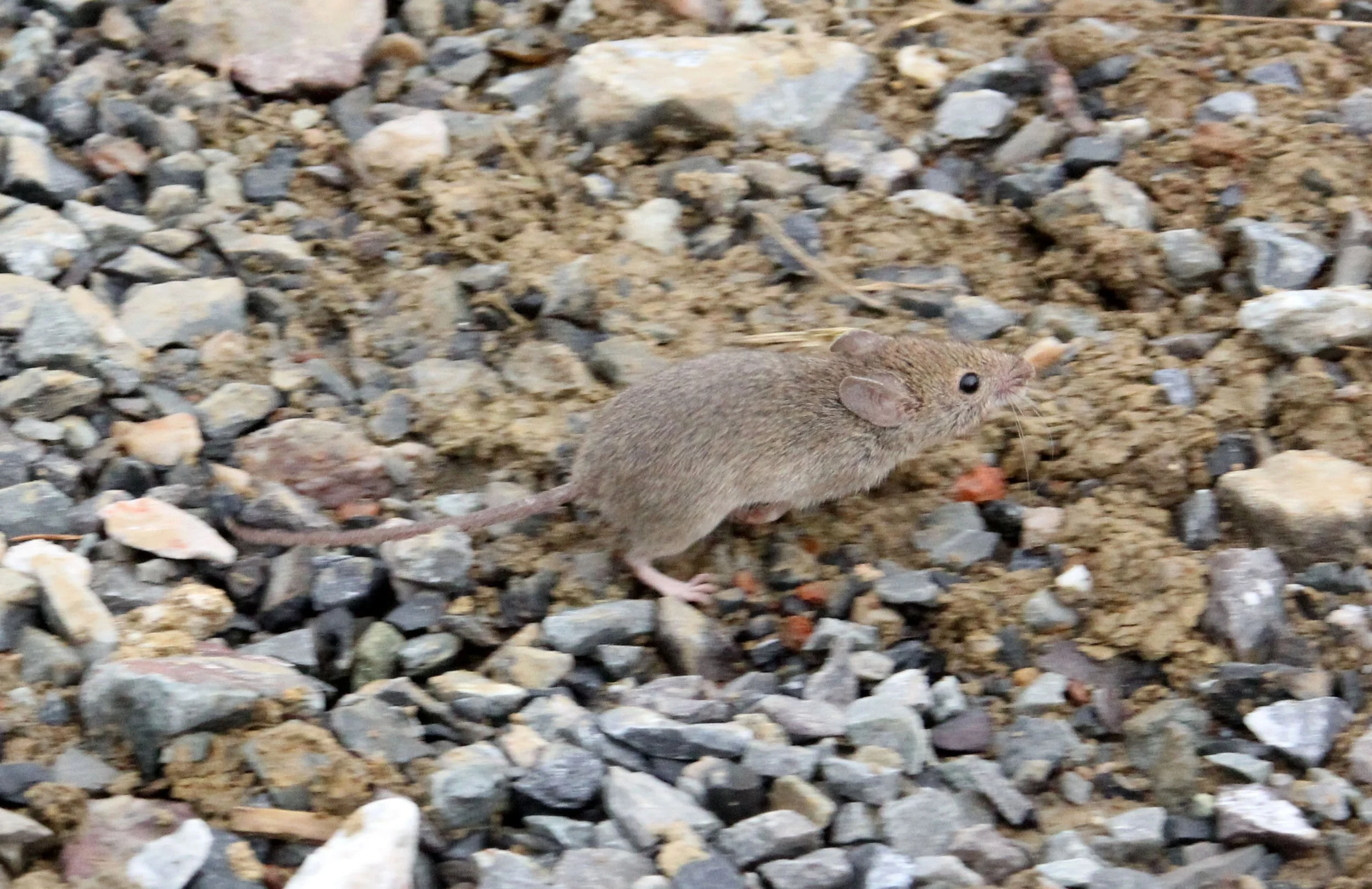 Apodemus draco - SOUTH CHINA FIELD MOUSE - LAKE TAI JIANGSU PROVINCE CHINA (4).JPG