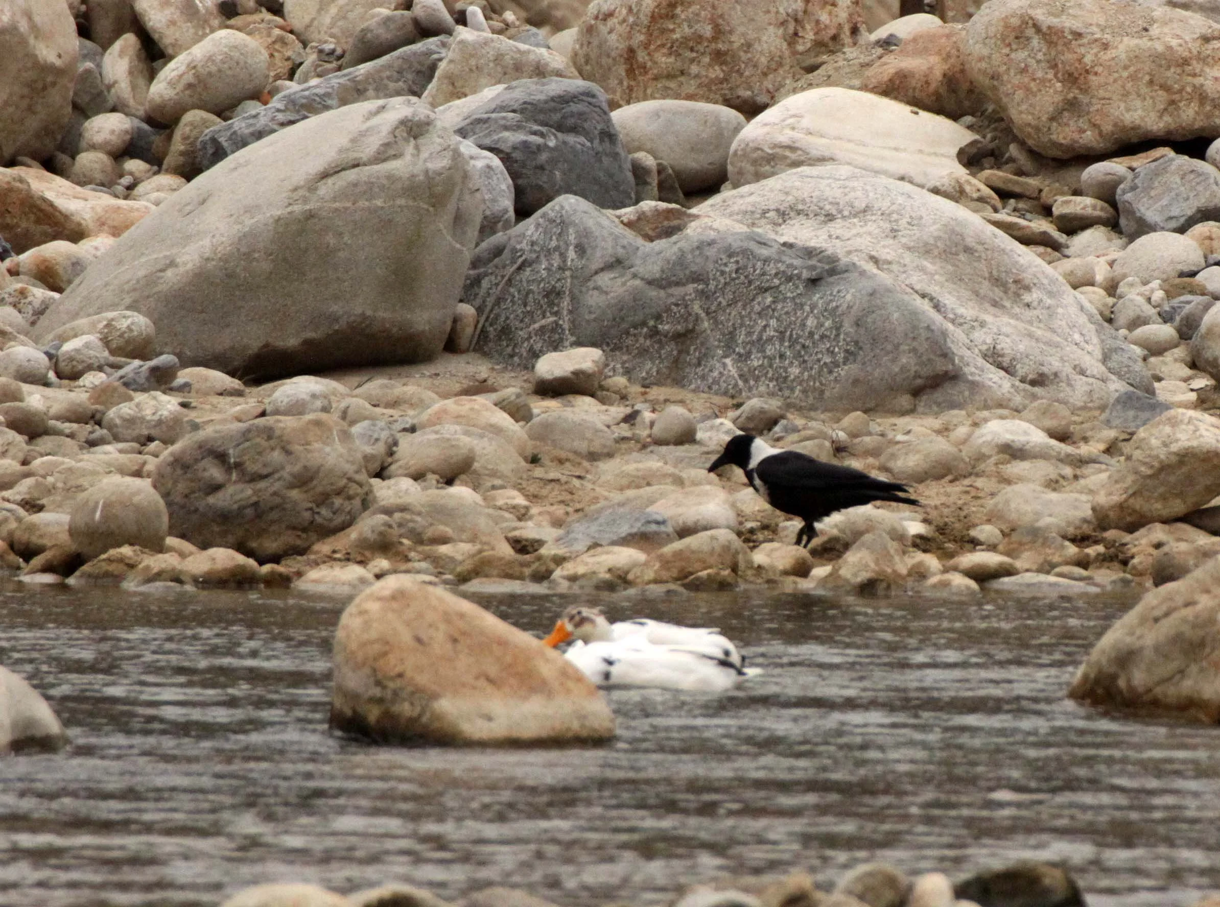 BIRD - IBISBILL - FOPING NATURE RESERVE SHAANXI PROVINCE CHINA (40).JPG