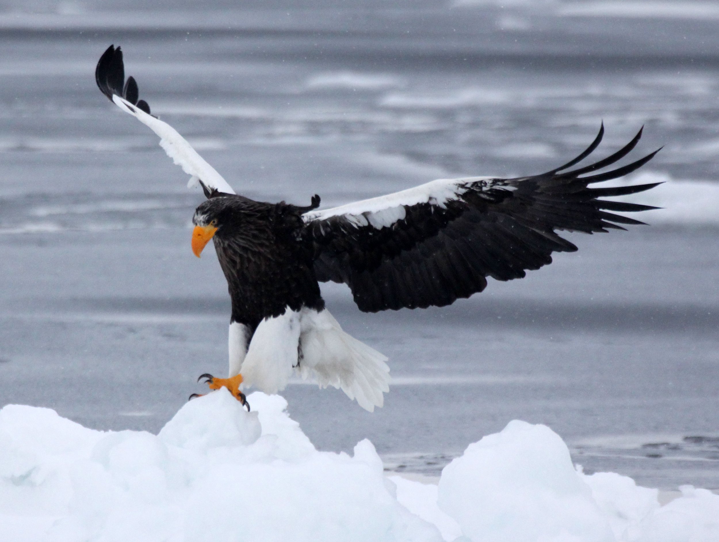 BIRD - EAGLE - STELLER'S SEA EAGLE - RAUSU, SHIRETOKO PENINSULA & NATIONAL PARK - HOKKAIDO JAPAN (51).JPG