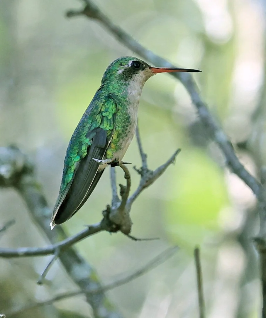 Glittering-bellied Emerald (Chlorostilbon lucidus) Selva Serena Natural Reserve (6).jpg