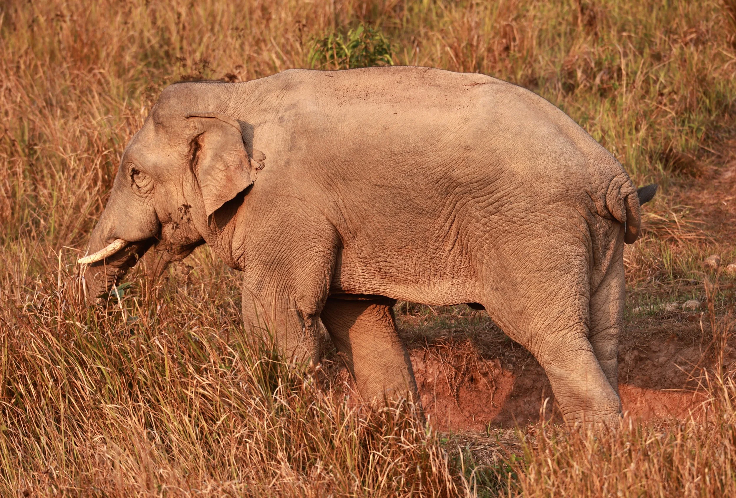 Asian Elephant (Elephas maximus) Khao Yai National Park, Thailand (79).jpg