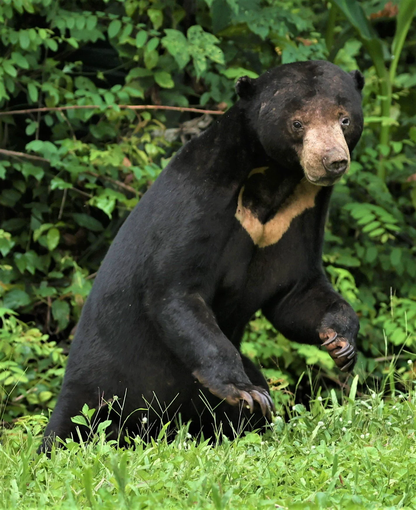 Mammals Of Thailand Coke Smith Wildlife mammals-of-thailand-coke-smith-wildlife