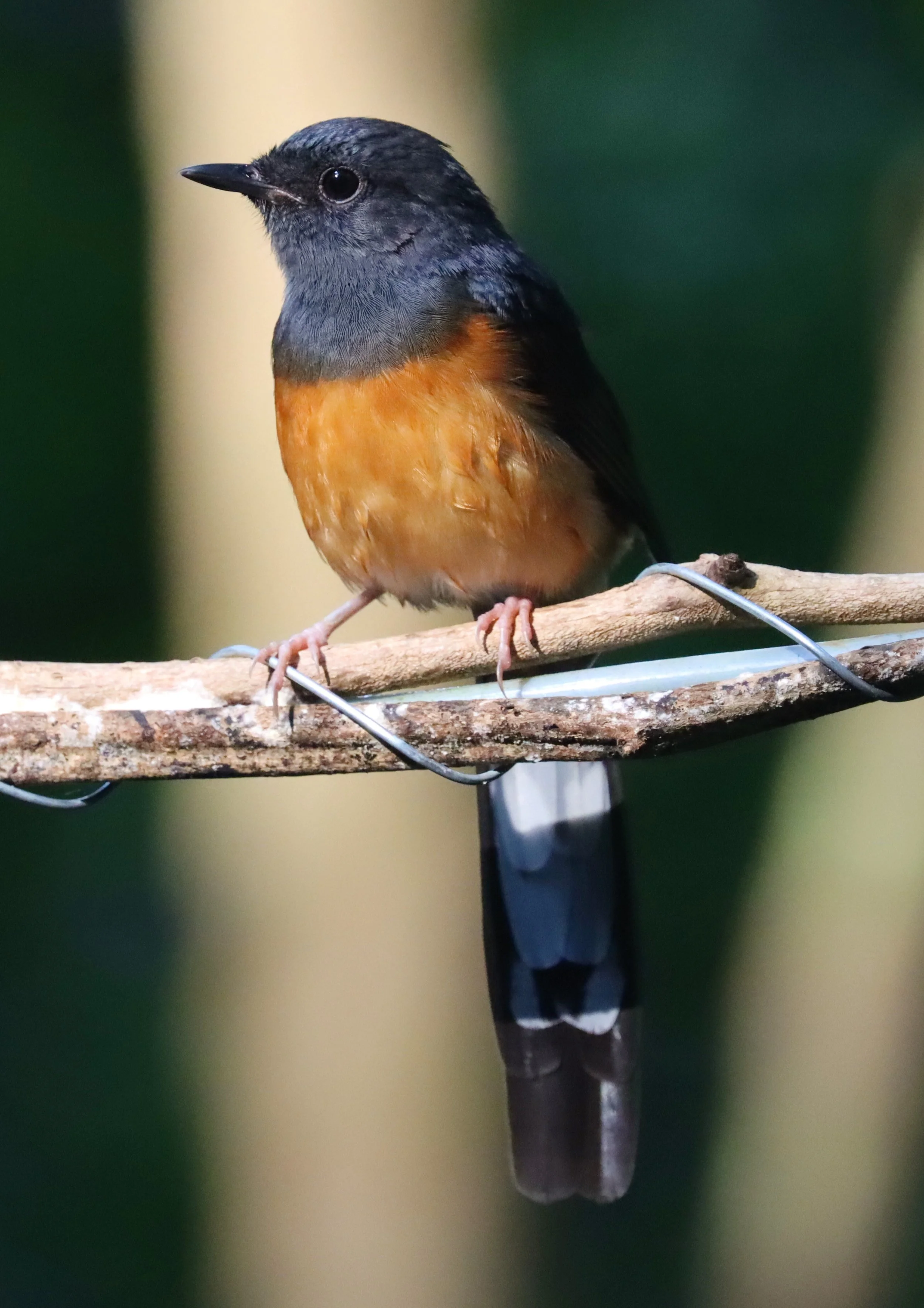 SHAMA - WHITE-RUMPED SHAMA - Copsychus malabaricus - WAT THAM PRATHUN CHONBURI (3).jpg