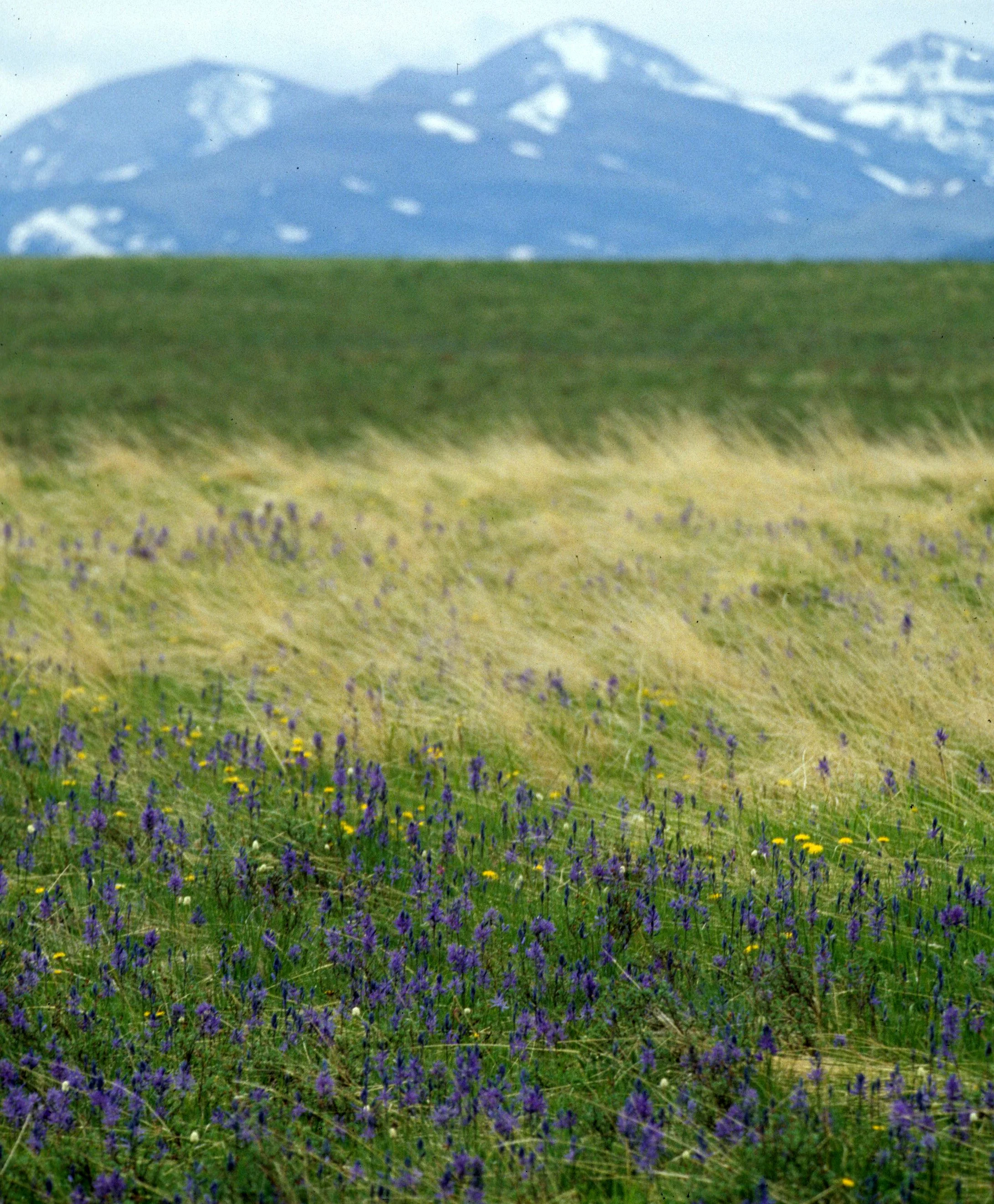 YELLOWSTONE - WILDFLOWERS.jpg
