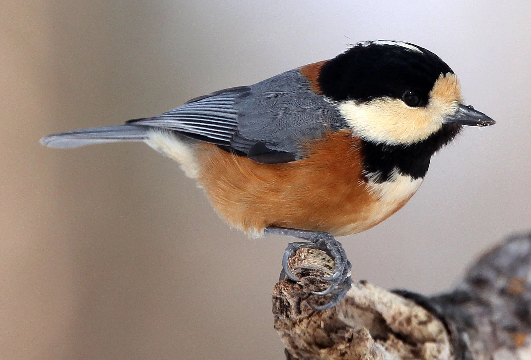 Varied Tit (Sittiparus varia) Kinohiroba Park, Abashiri Hokkaido, Japan (10).JPG