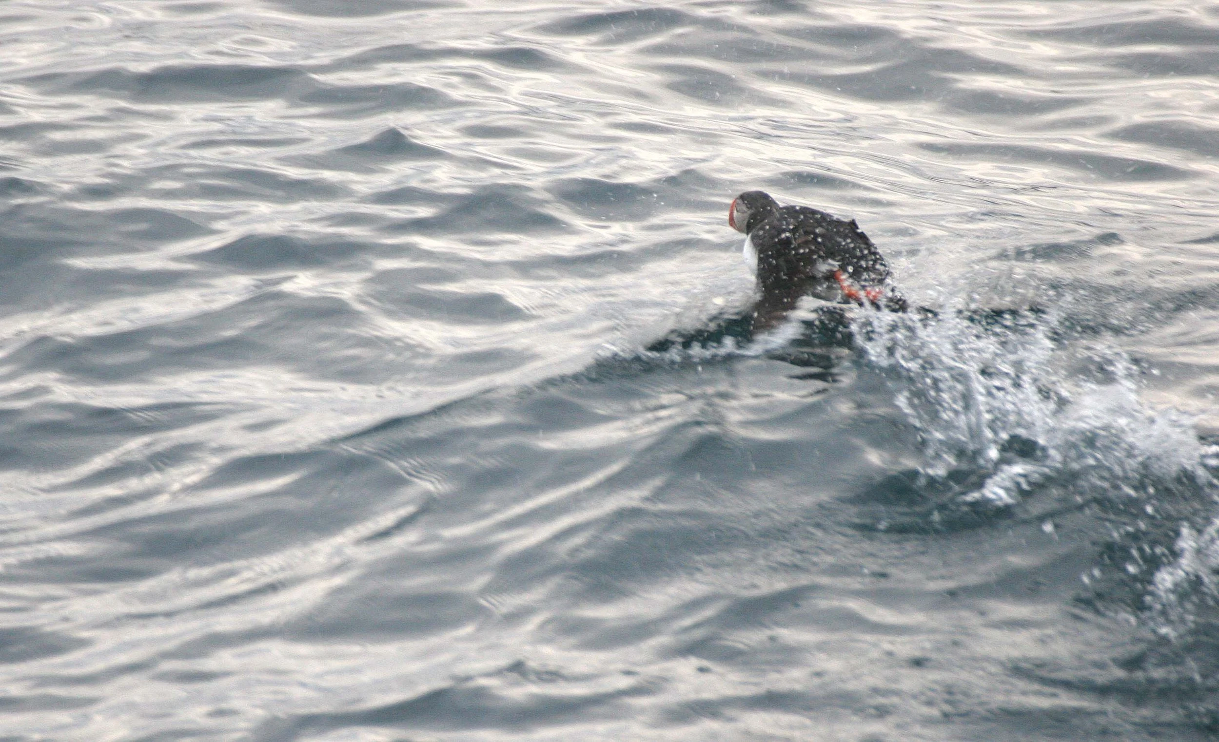 Fratercula arctica - ATLANTIC PUFFIN - SVALBARD (27).jpg