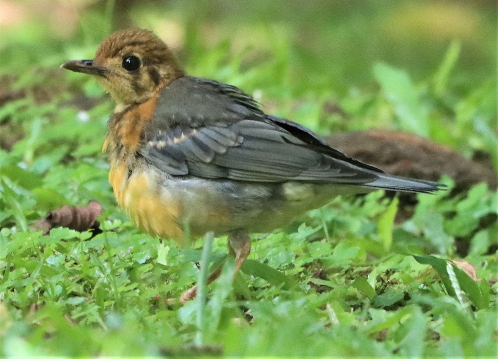 Orange-headed Thrush (Zoothera citrina) Doi Ang Kang Chiang Mai (5).jpg