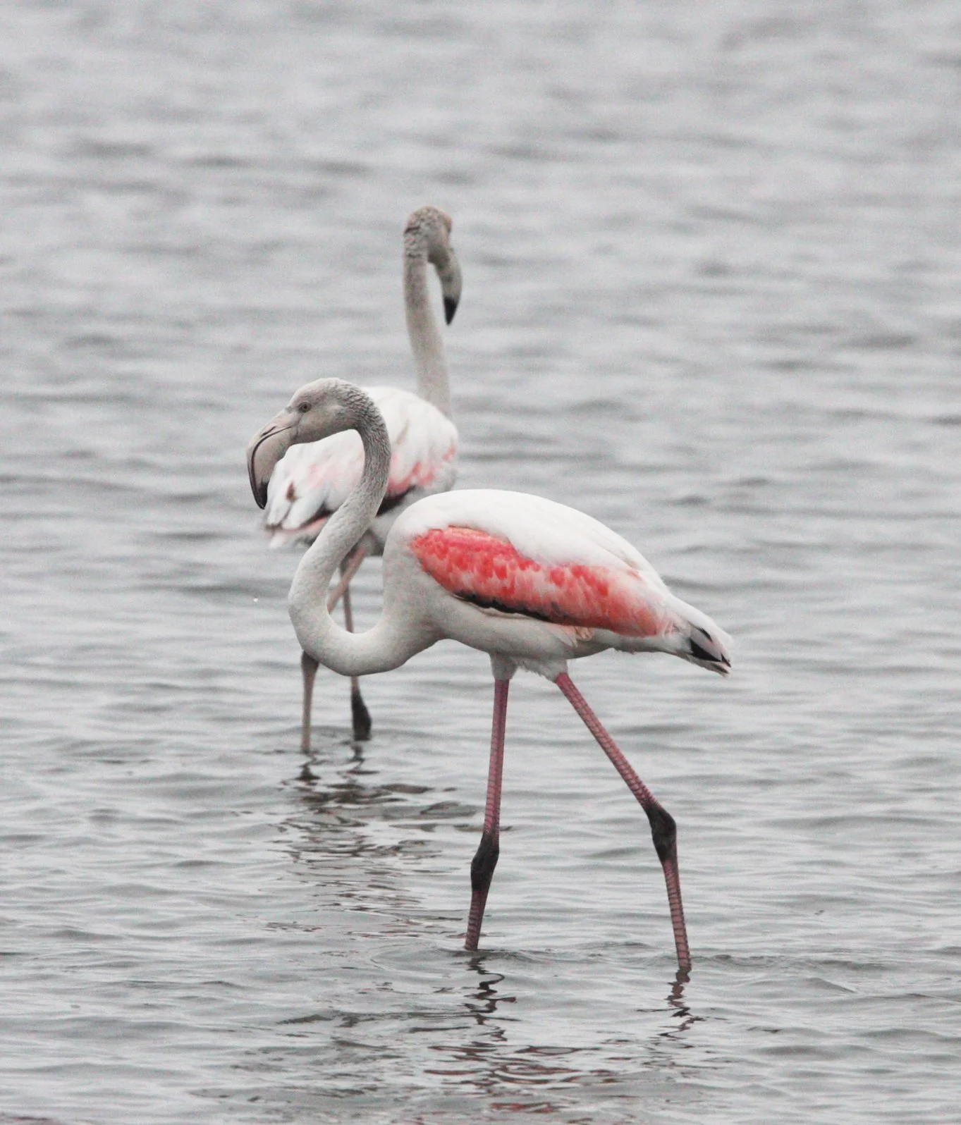Phoenicopterus roseus - Greater Flamingo - Walvis Bay Namibia (21).JPG