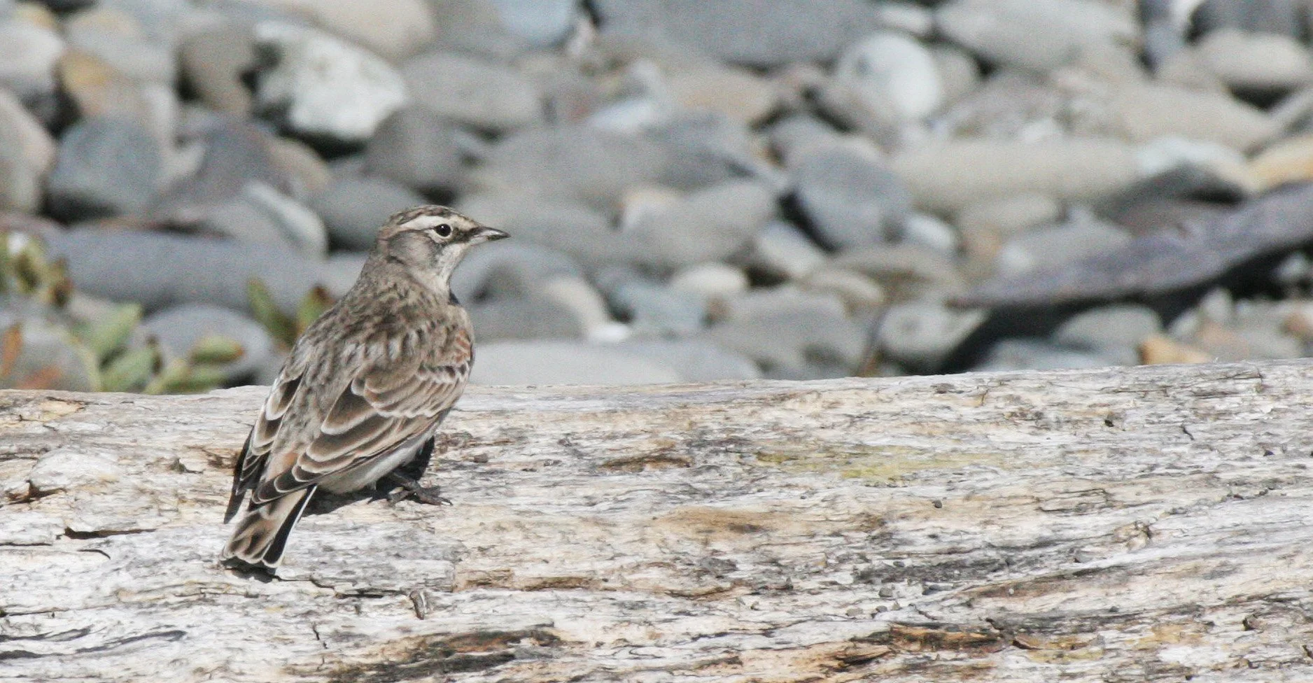 Lark Sparrow (Chondestes grammacus) ELWHA RIVER MOUTH BEACH ID needs Confirmation (6).JPG