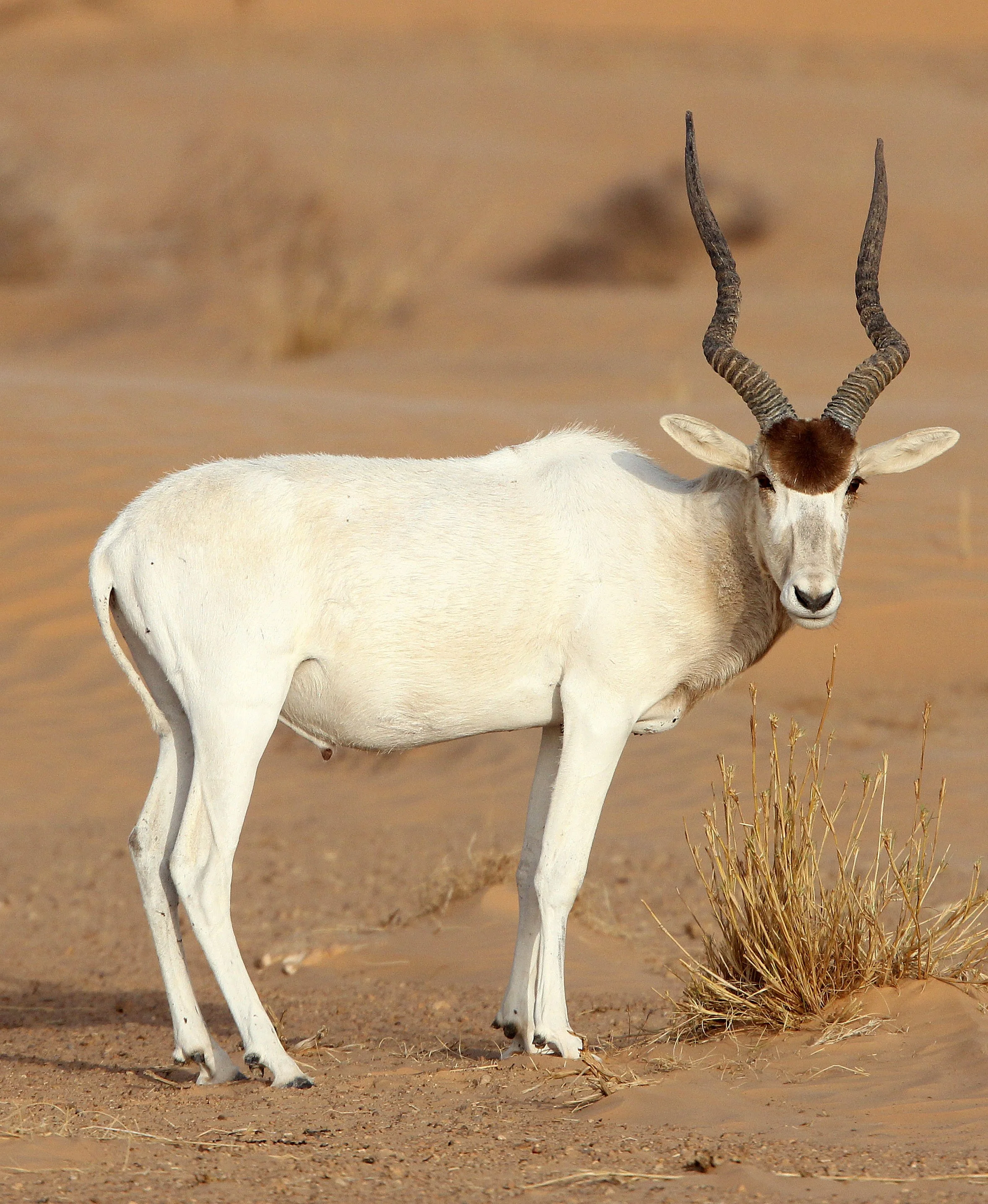 ADDAX - Addax nasomaculatus - JEBIL NATIONAL PARK TUNISIA (136).JPG