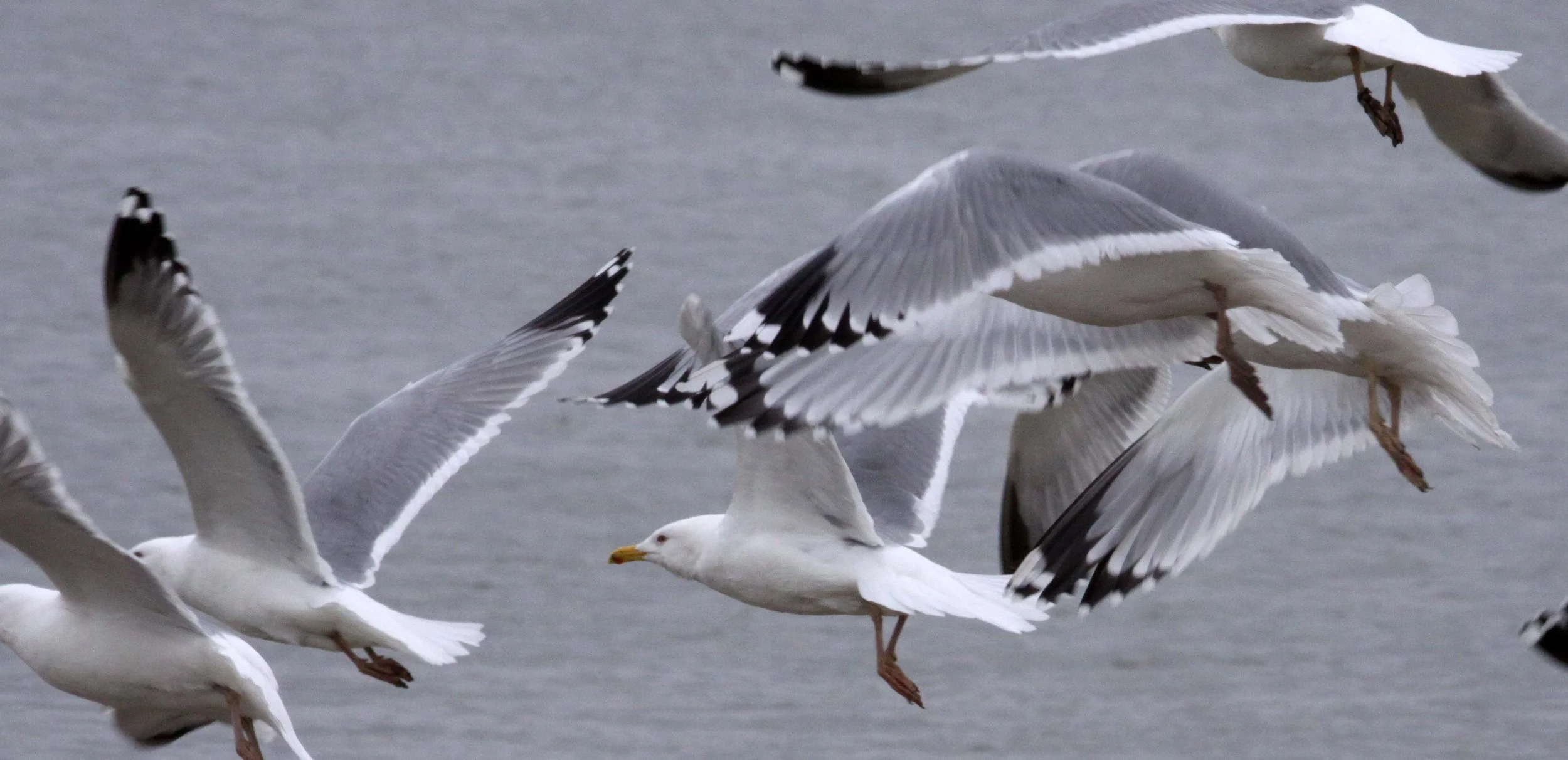 BIRD - GULL - HUEGLIN'S GULL- YANCHENG CHINA (22).JPG