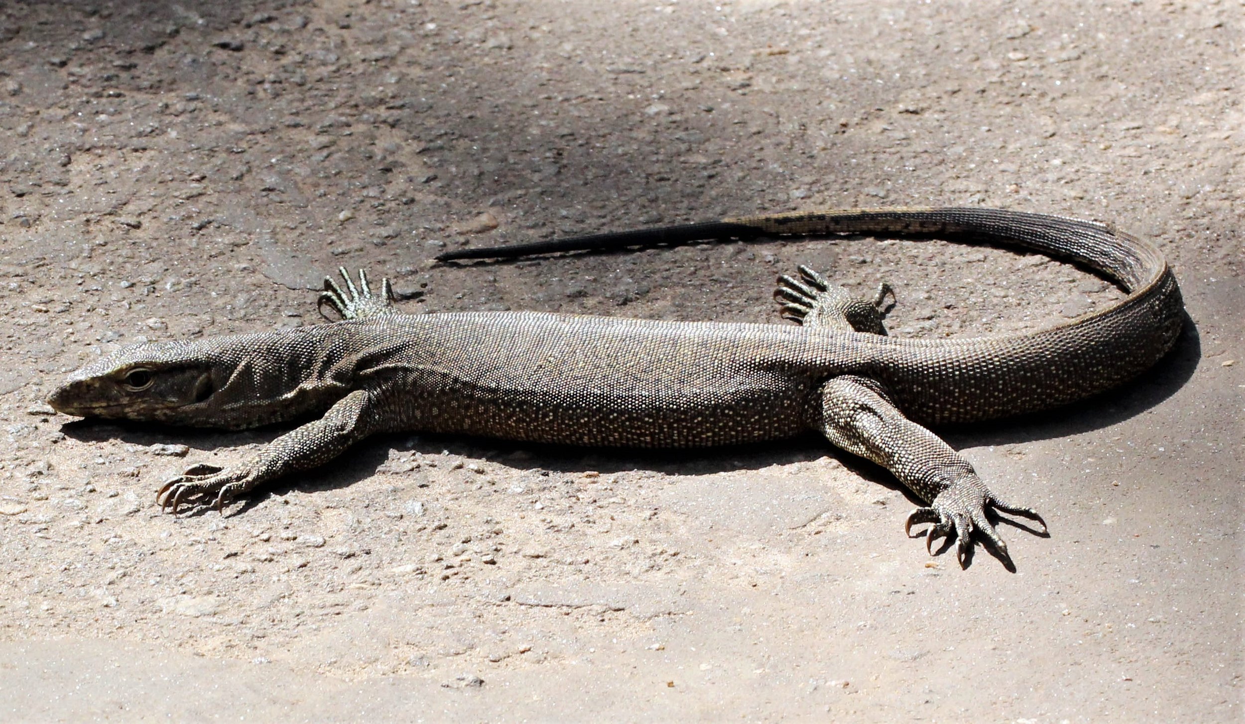 Varanus bengalensis - BENGAL MONITOR LIZARD - SIGIRIYA FOREST AND FORTRESS AREA SRI LANKA - PHOTO BY SOM SMITH aa1.jpg