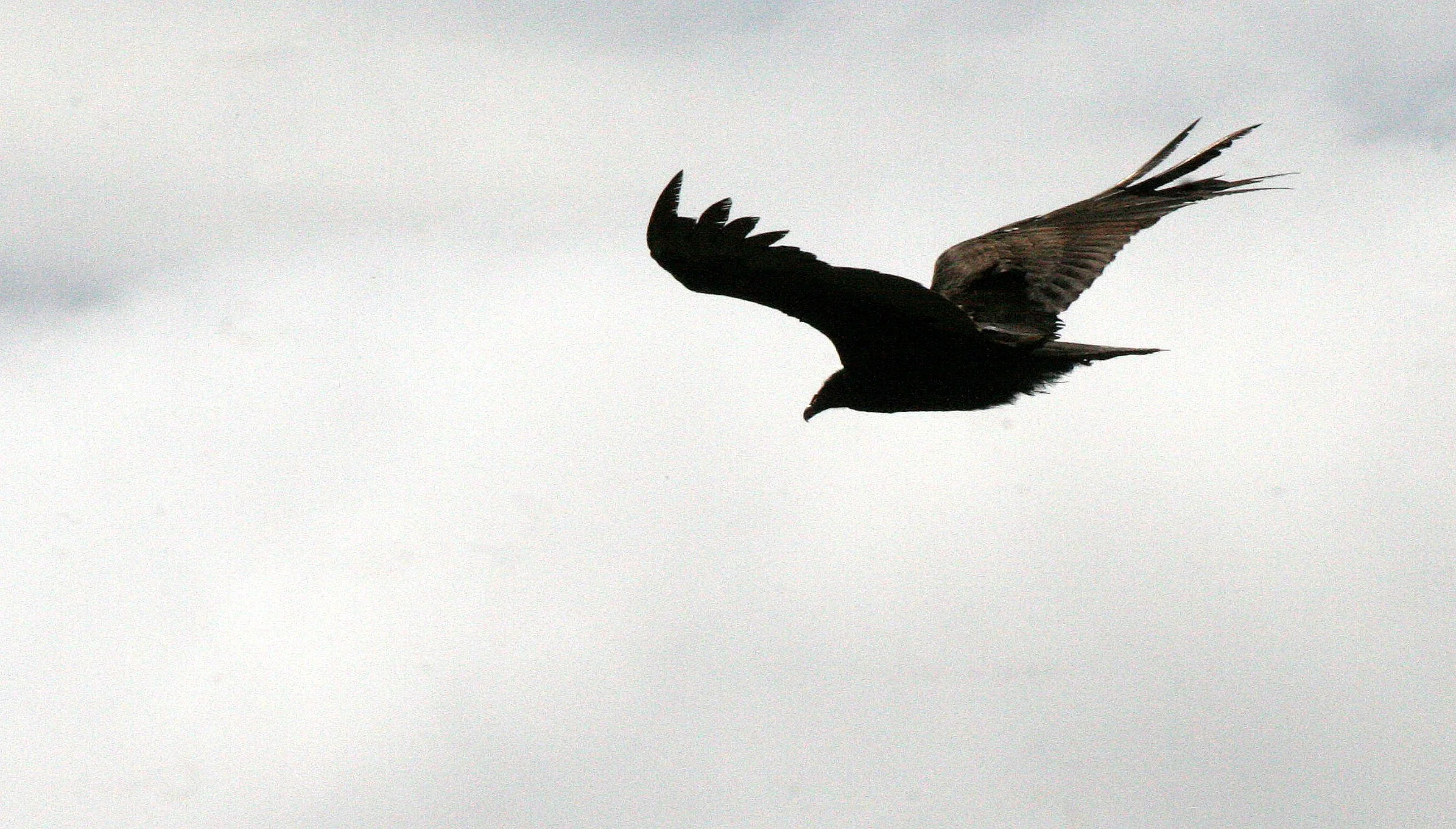 BIRD - VULTURE - TURKEY VULTURE - LAKE FARM BLUFFS WASHINGTON (30).JPG