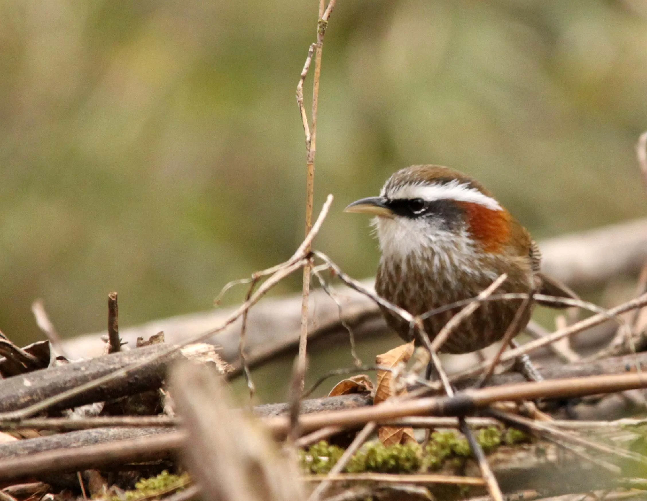 BIRD - BABBLER - WHITE-BROWED SCIMITAR BABBLER - FOPING NATURE RESERVE - SHAANXI PROVINCE CHINA (12).JPG