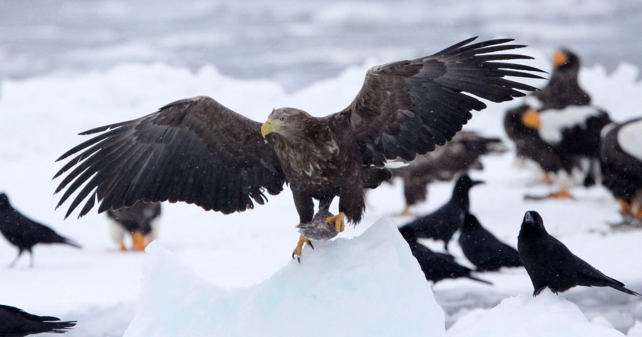 BIRD - EAGLE - WHITE-TAILED EAGLE - RAUSU, SHIRETOKO PENINSULA & NATIONAL PARK, HOKKAIDO JAPAN (40).JPG