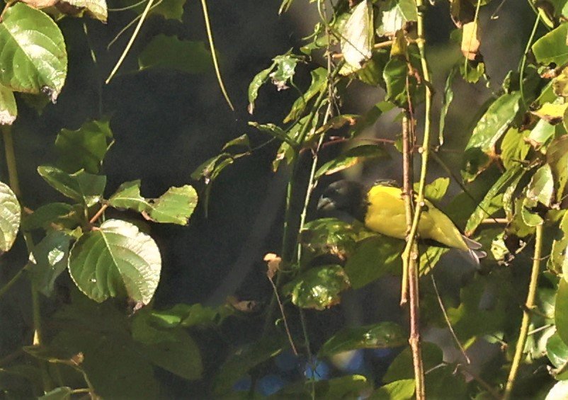 Spot-winged Grosbeak (Mycerobas melanozanthos) Fang Hotsprings Chiang Mai Thailand (24).jpg