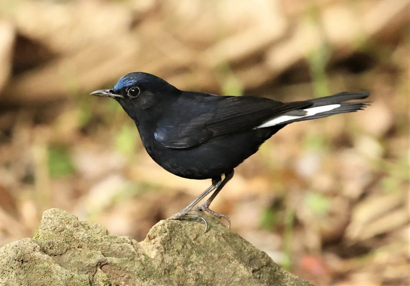ROBIN - WHITE-TAILED ROBIN - Myiomela leucura - DOI ANG KHANG CHIANG MAI (9).jpg