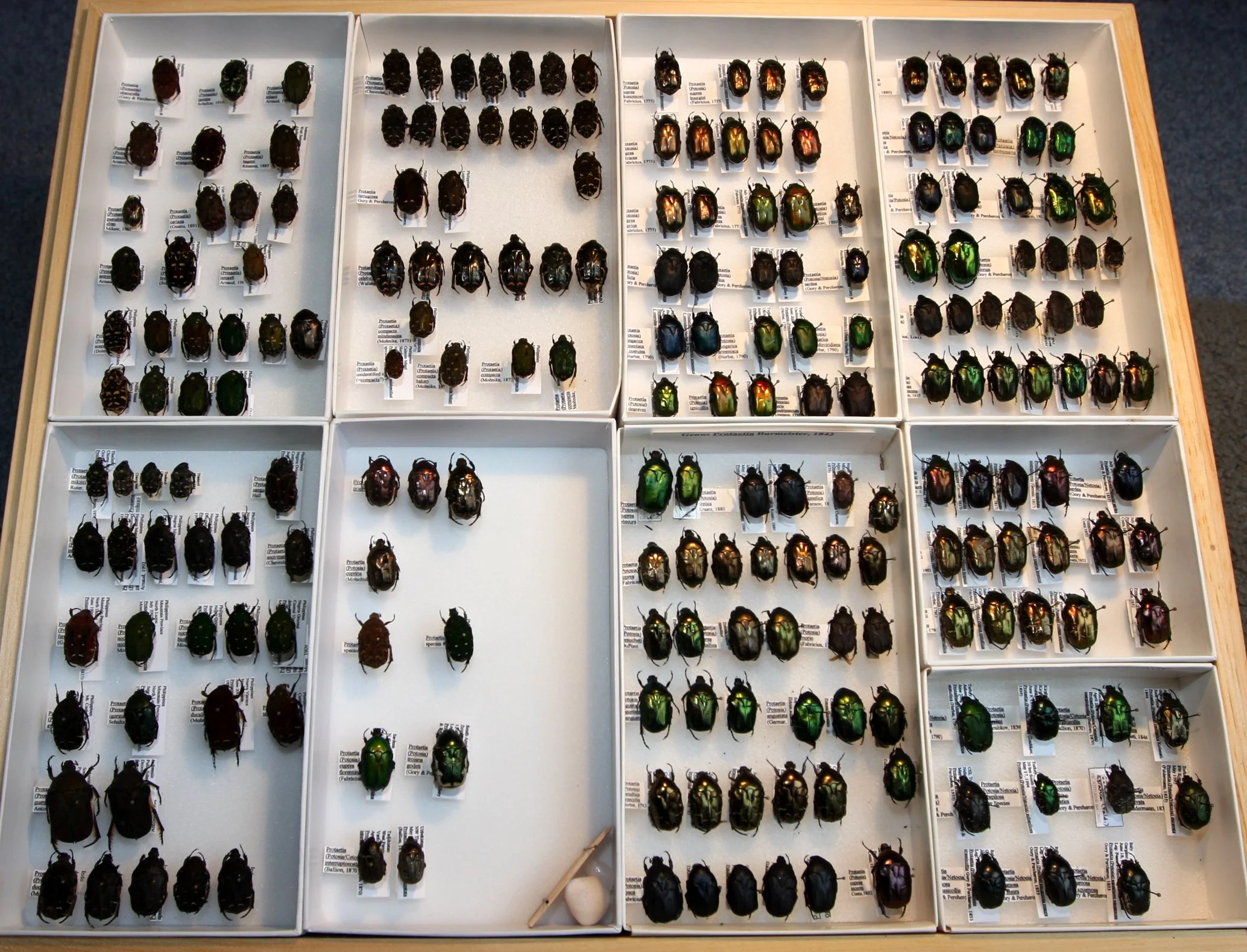 Cetoniinae 29 – Protaetia.JPG