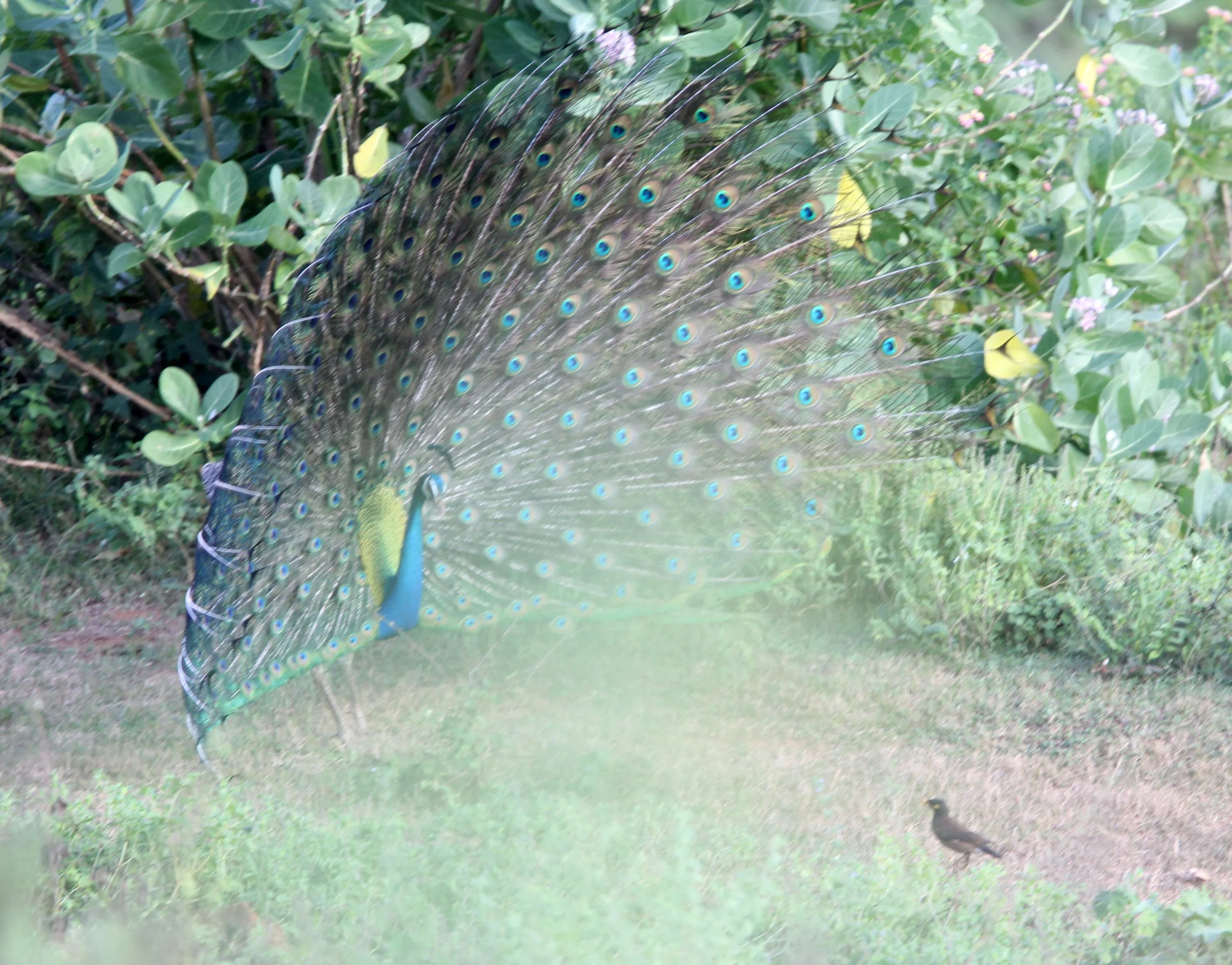 PEACOCK - INDIAN PEAFOWL - Pavo cristatus - UDAWALAWA NATIONAL PARK SRI LANKA (1).JPG