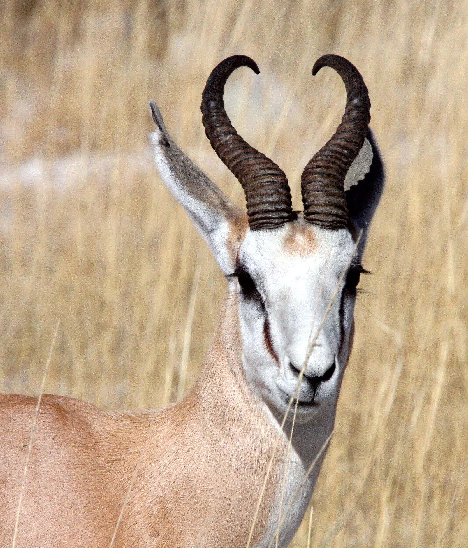 SPRINGBOK - ANGOLAN SPRINGBOK - Antidorcus angolensis - ETOSHA NATIONAL PARK NAMIBIA  (78).JPG