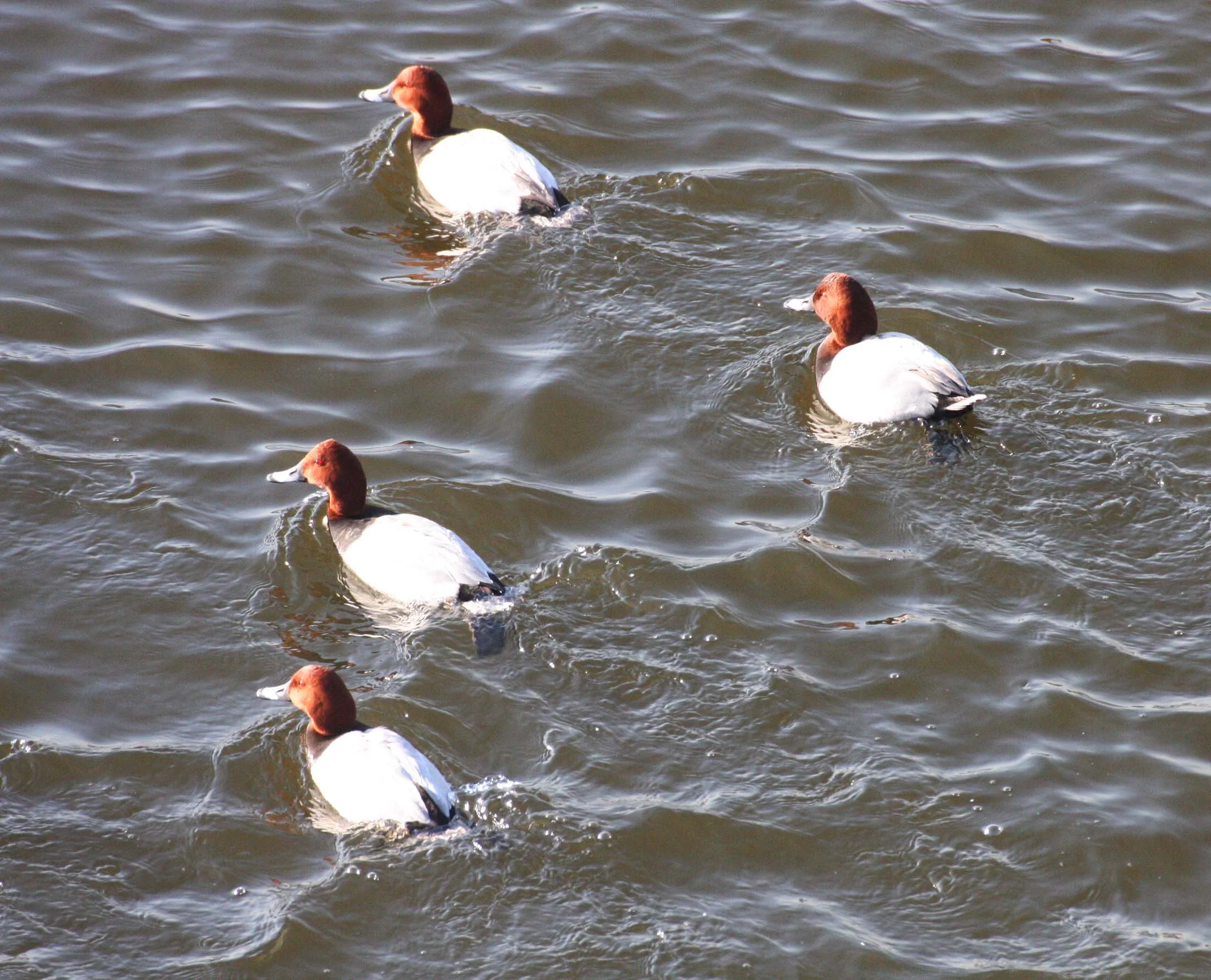 POCHARD - COMMON POCHARD - Aythya ferina - SEOUL KOREA (6).JPG