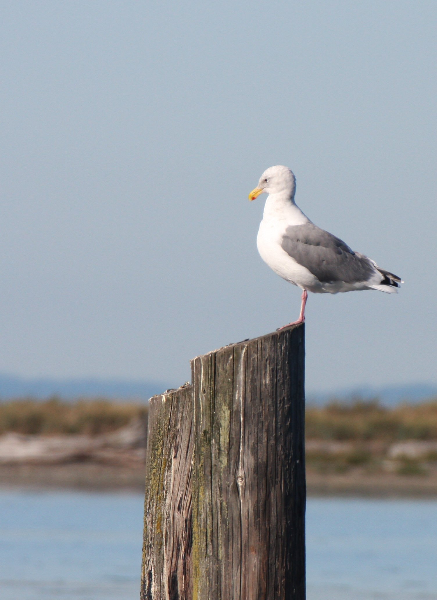 BIRD - GULL - WESTERN GULL - SEQUIM BAY (3).JPG
