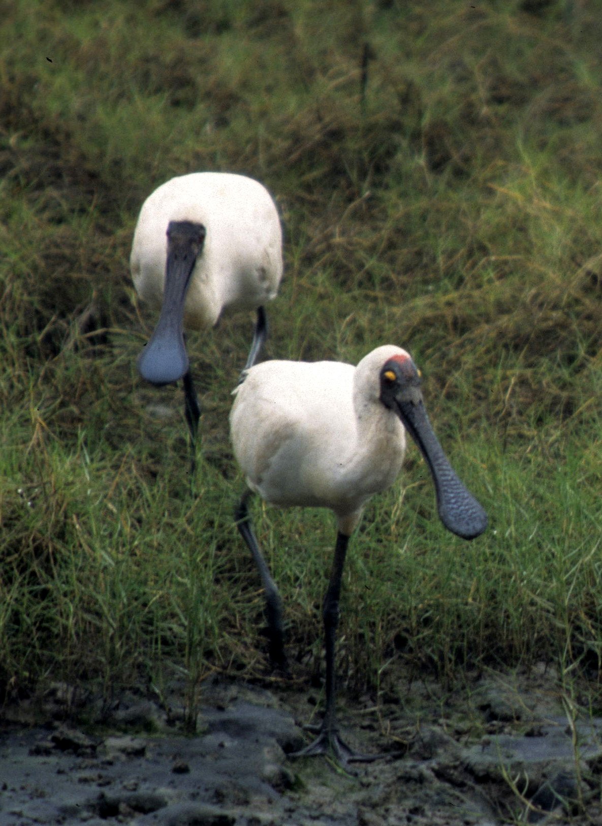BIRD - SPOONBILL - ROYAL - CAIRNS HARBOR.jpg