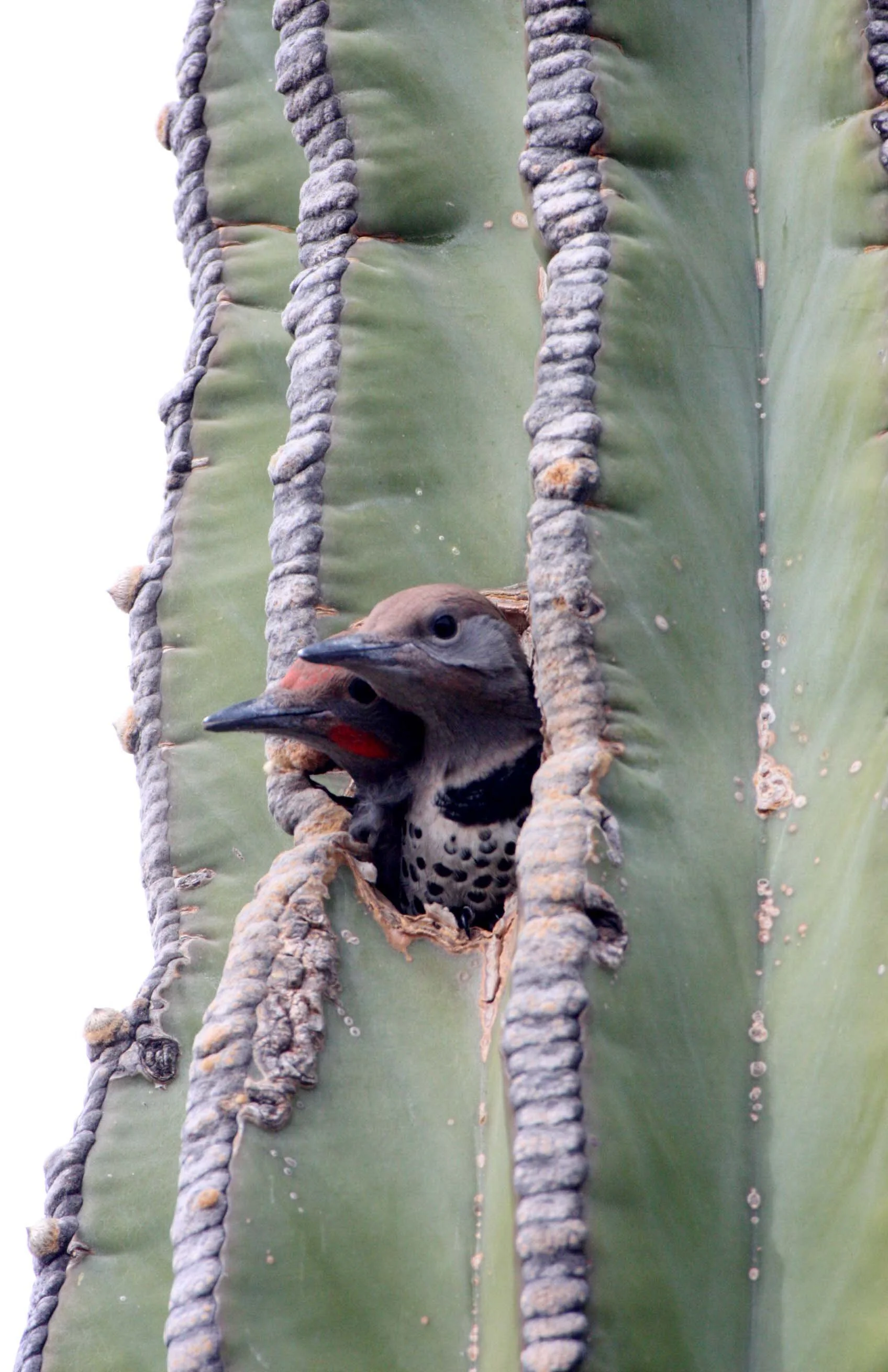 BIRD - WOODPECKER - FLICKER - GILDED FLICKER - COLAPTES CHRYSOIDES - SAN IGNACIO DESERT BAJA - IN CARDON CACTUS - MEXICO (19).JPG