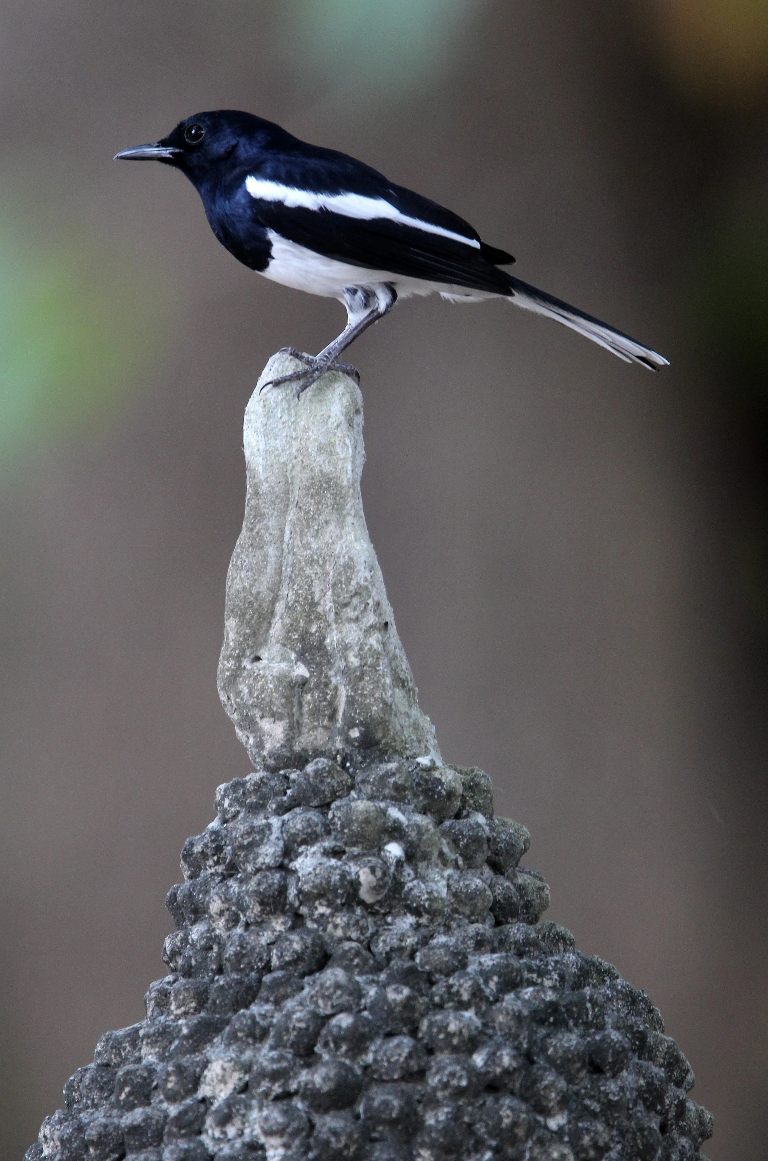 AYUTTHAYA PASSION DAY NOVEMBER 2013 (44).JPG