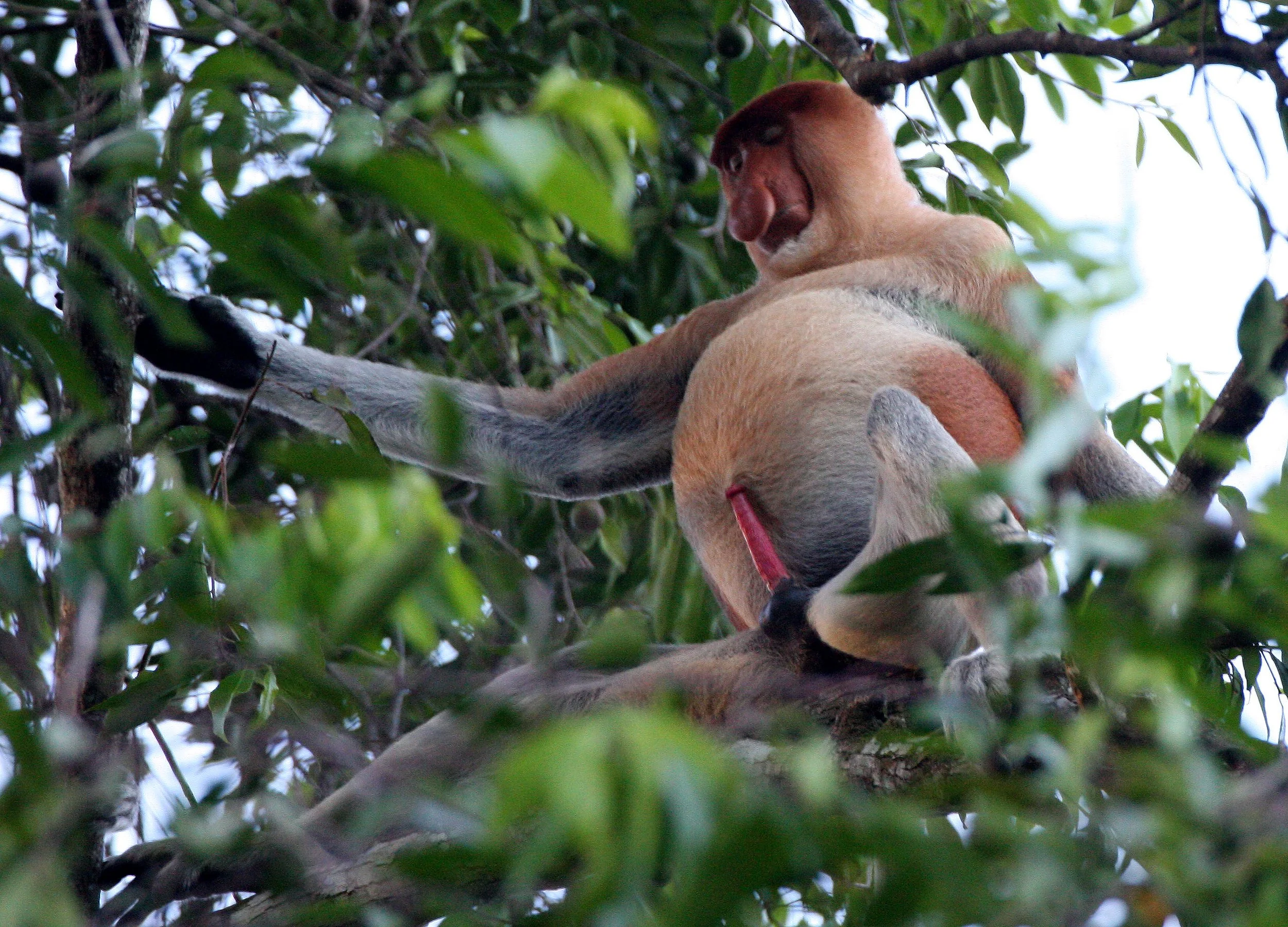 CERCOPITHECIDAE - Nasalis larvatus -PROBOSCIS MONKEY TROOP - KINABATANGAN RIVER BORNEO  (71).JPG