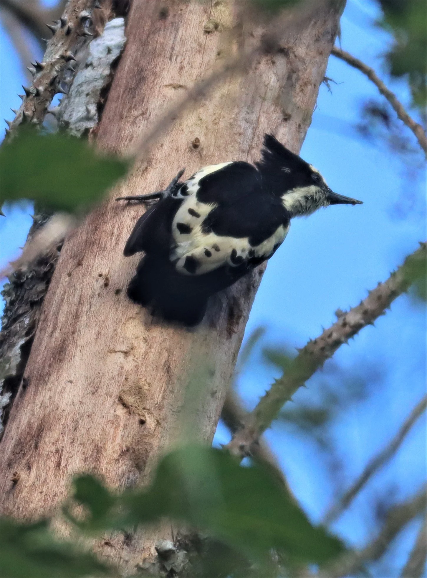 WOODPECKER - HEART-SPOTTED WOODPECKER - Hemicircus canente - KHAO YAI NATIONAL PARK (30).jpg