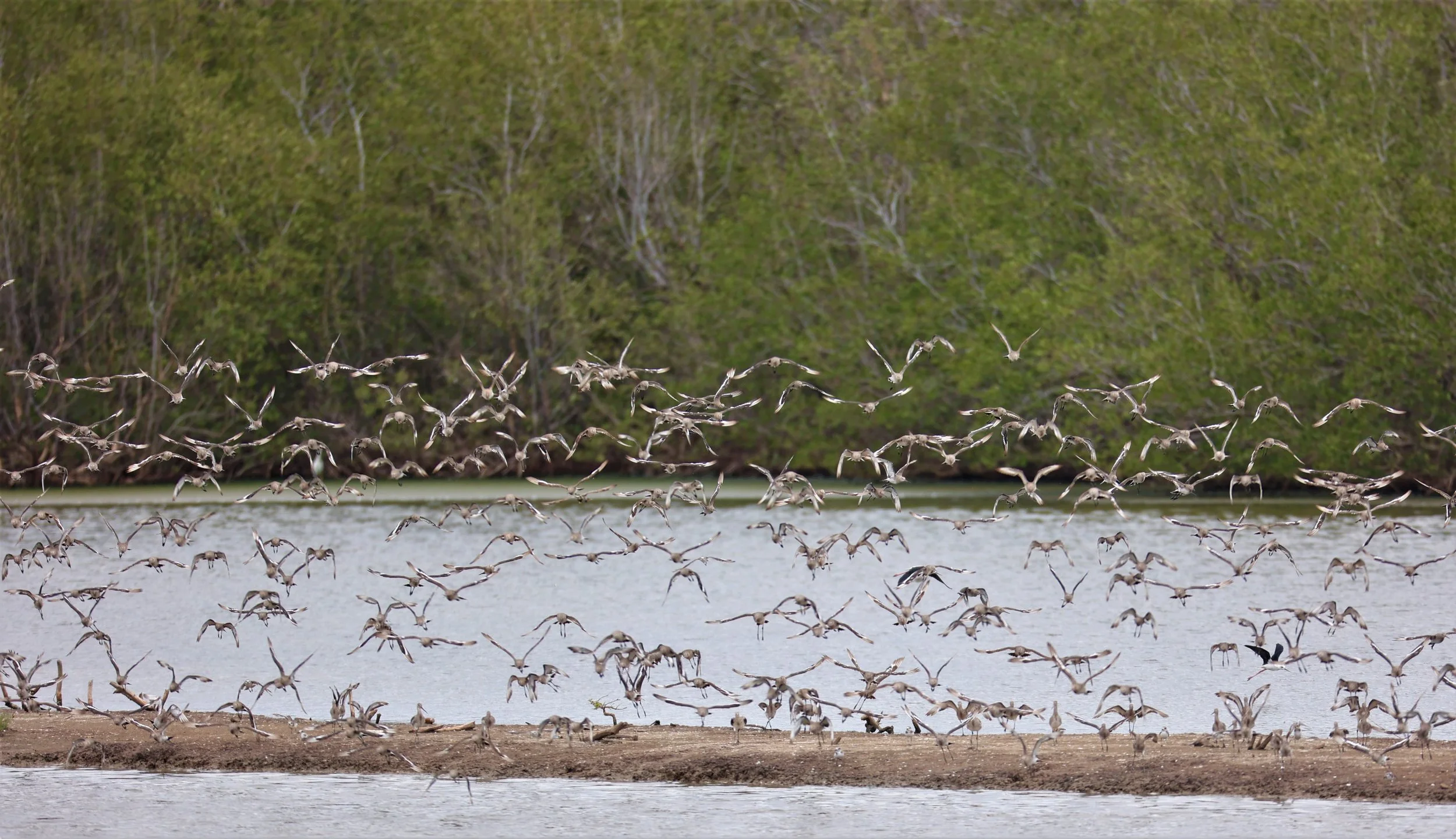GODWIT - BLACK-TAILED GODWIT - Limosa limosa - BANG PU FOREST RESERVE SEPT 12 2021 (57).jpg