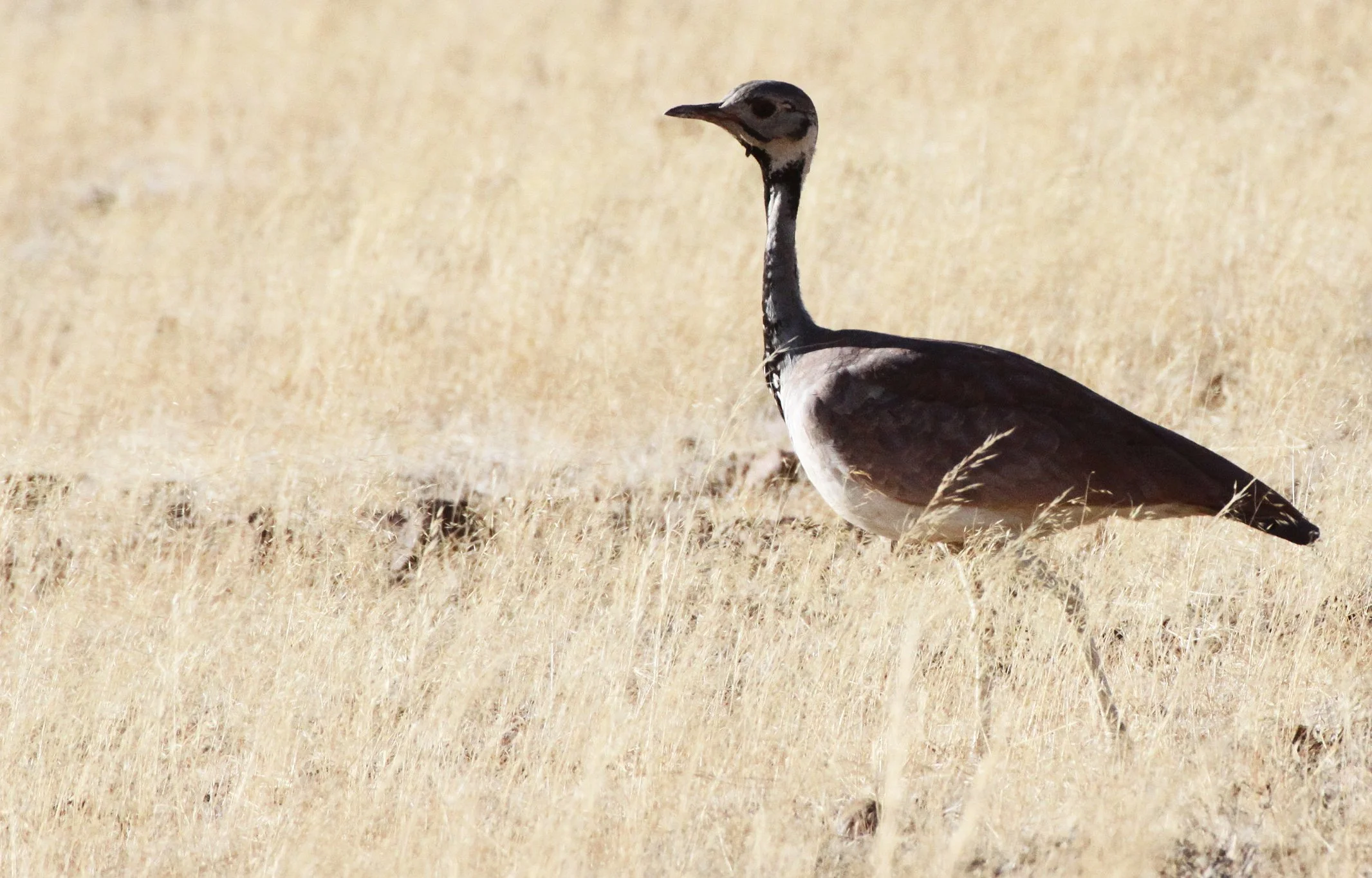 Ruppell's Korhaan (Eupodotis reupellii) Damaraland Namibia (24).JPG
